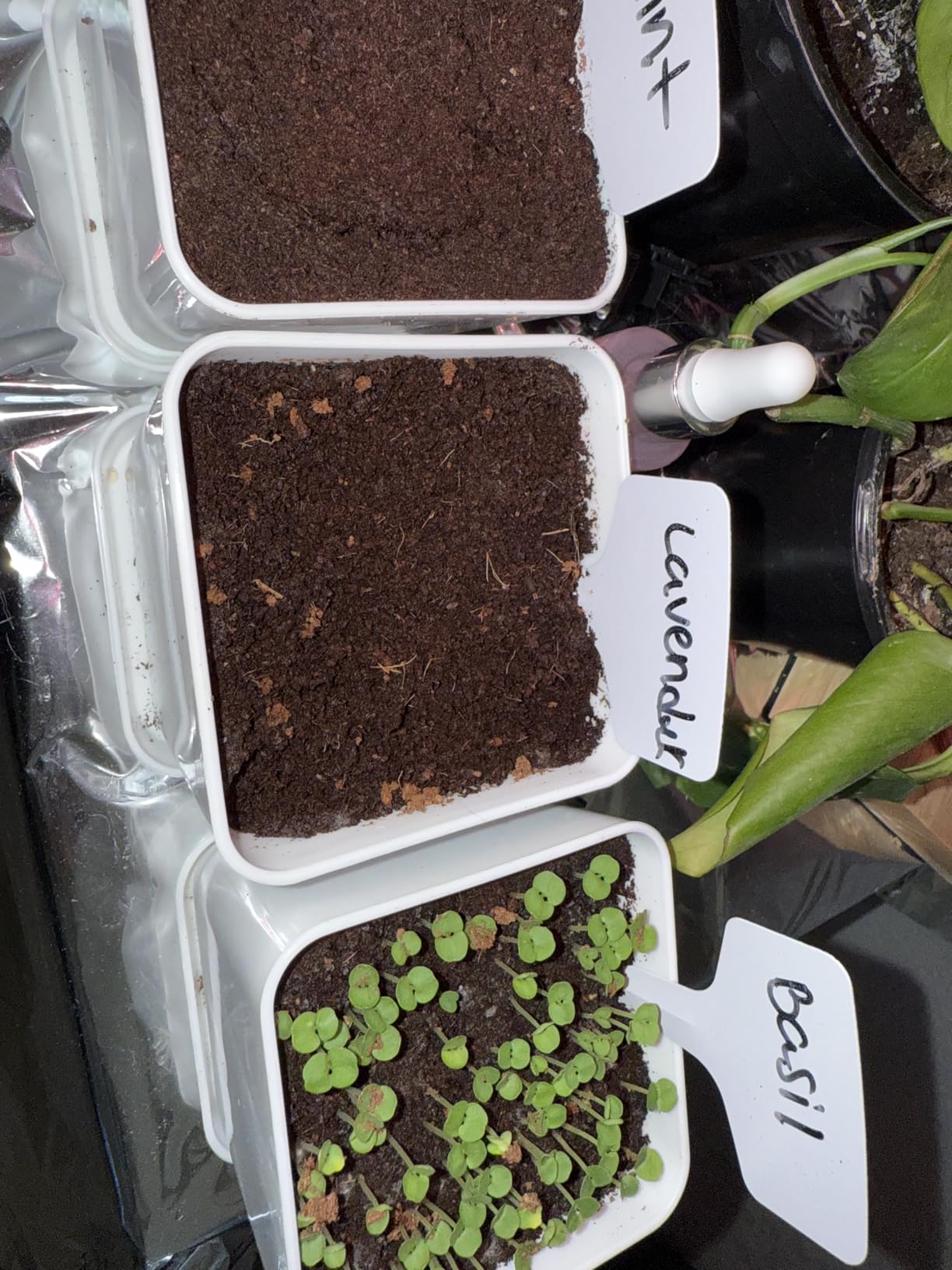 Indoor Herb Garden Kit - 10 Non-GMO Herb Seeds with Soil, Pots & Moisture Meter customer photo 2