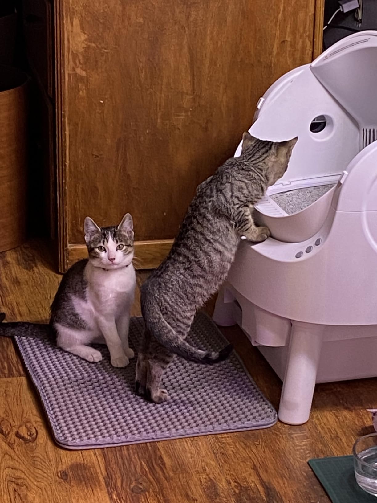 PetPivot Self Cleaning Litter Box, Open Top Automatic Litter Box for Multiple Cats customer photo 2