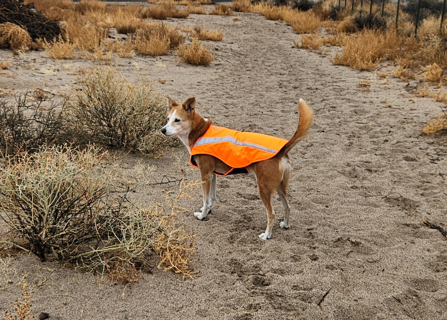 BASSDASH Dog Insulated Coat Safety Vest Water Resistant Chest Protection Reflective High Visibility for Hunting Outdoor customer photo 1