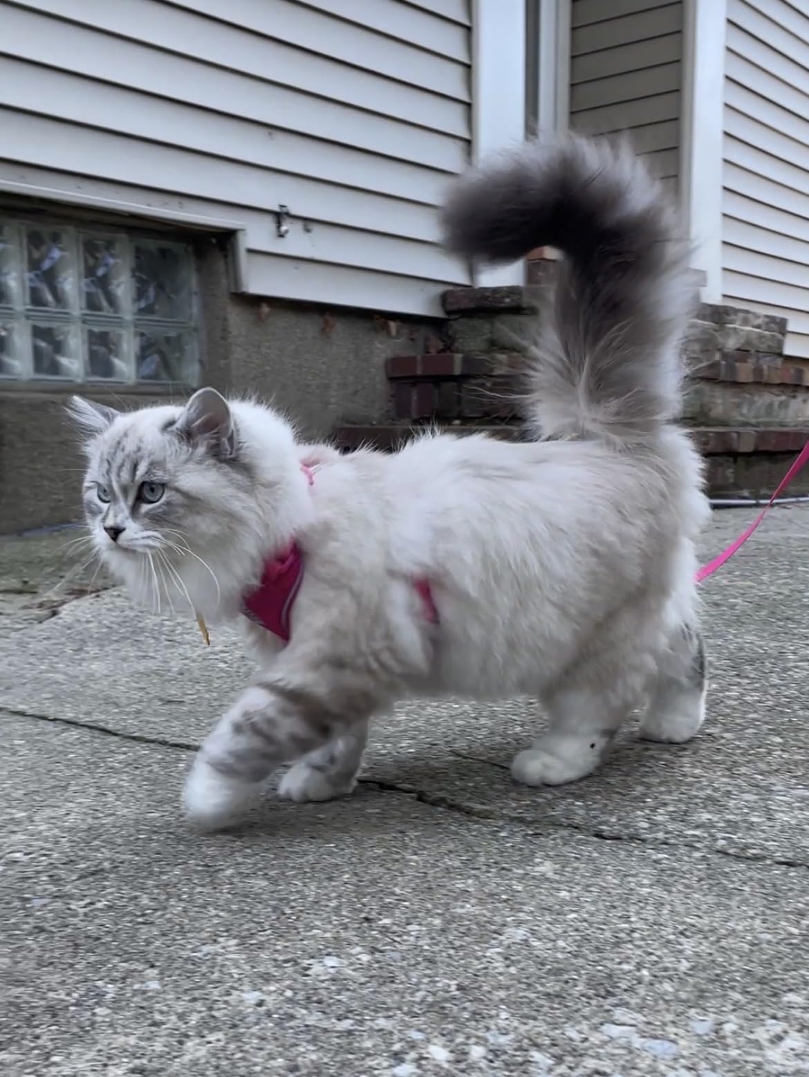 RC Pets Adventure Kitty Cat Harness | Adjustable Airmesh Vest with D-Ring and 6ft Leash for Walking and Travel | Multi Stripes, Medium customer photo 1