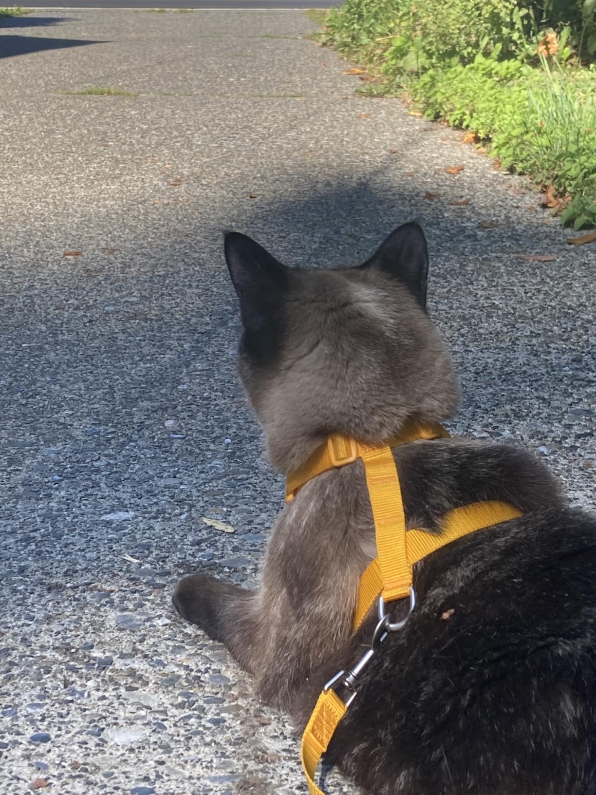 RC Pets Adventure Kitty Cat Harness | Adjustable Airmesh Vest with D-Ring and 6ft Leash for Walking and Travel | Multi Stripes, Medium customer photo 2