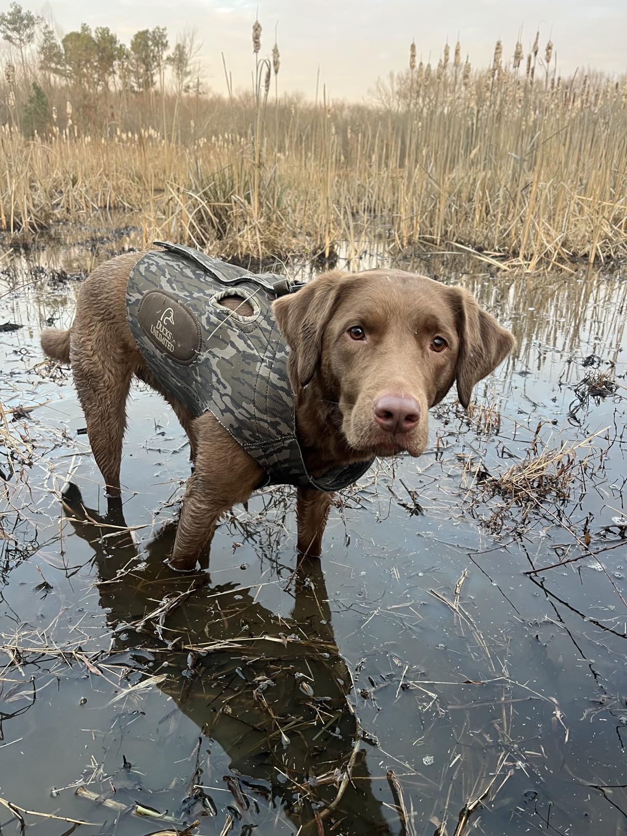 ALPS OutdoorZ Ducks Unlimited Topflight Dog Vest, Large - Mossy Oak Original Bottomland customer photo 1