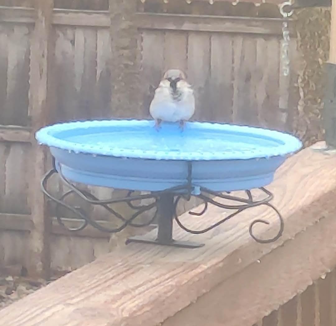 Lovppy Heated Bird Baths for Outdoors for Winter, 100W Heated Bird Bath Water Heater with Thermostatically Controlled, Heated Bird Bath for Deck Railing Outside Garden Patio Yard (Brown) customer photo 1