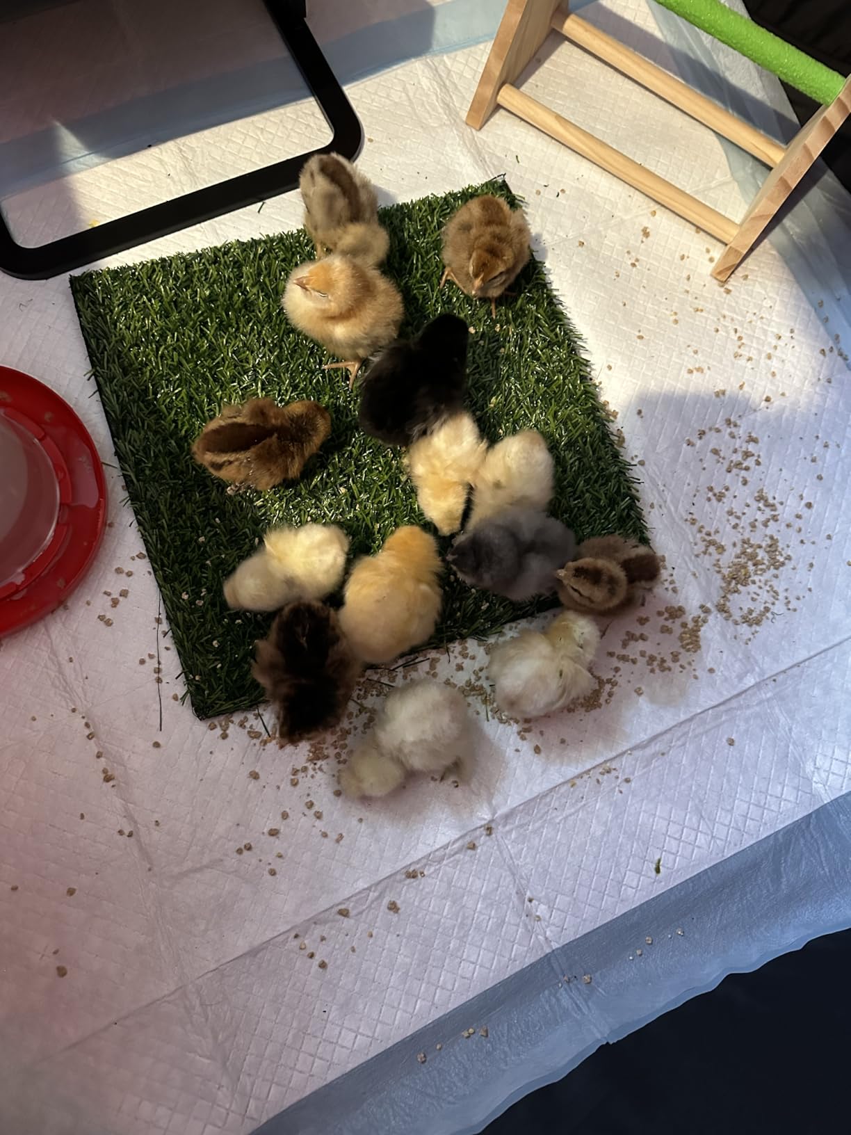 Brooder Box for Chick Starter Kit - 2026 Upgrade Dual Door Chicken Brooder Pen/Playpen/Tent with 10*10 in Brooder Heating Plate, Nesting Pad, Chicks Feeder & Waterer, Chick Perch Up to 15 Chicks customer photo 1