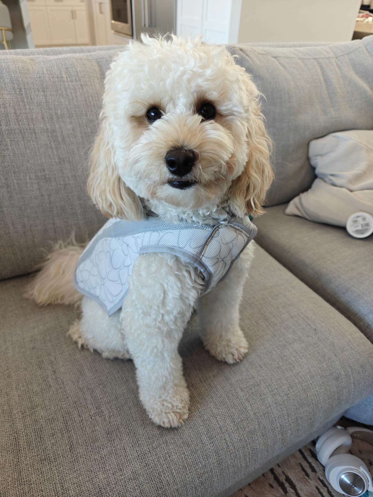 Ruffwear, Swamp Cooler Dog Vest, Evaporative Cooling for Hot Weather, Compatible with Most Harnesses, Biolumin Blue, Medium customer photo 1