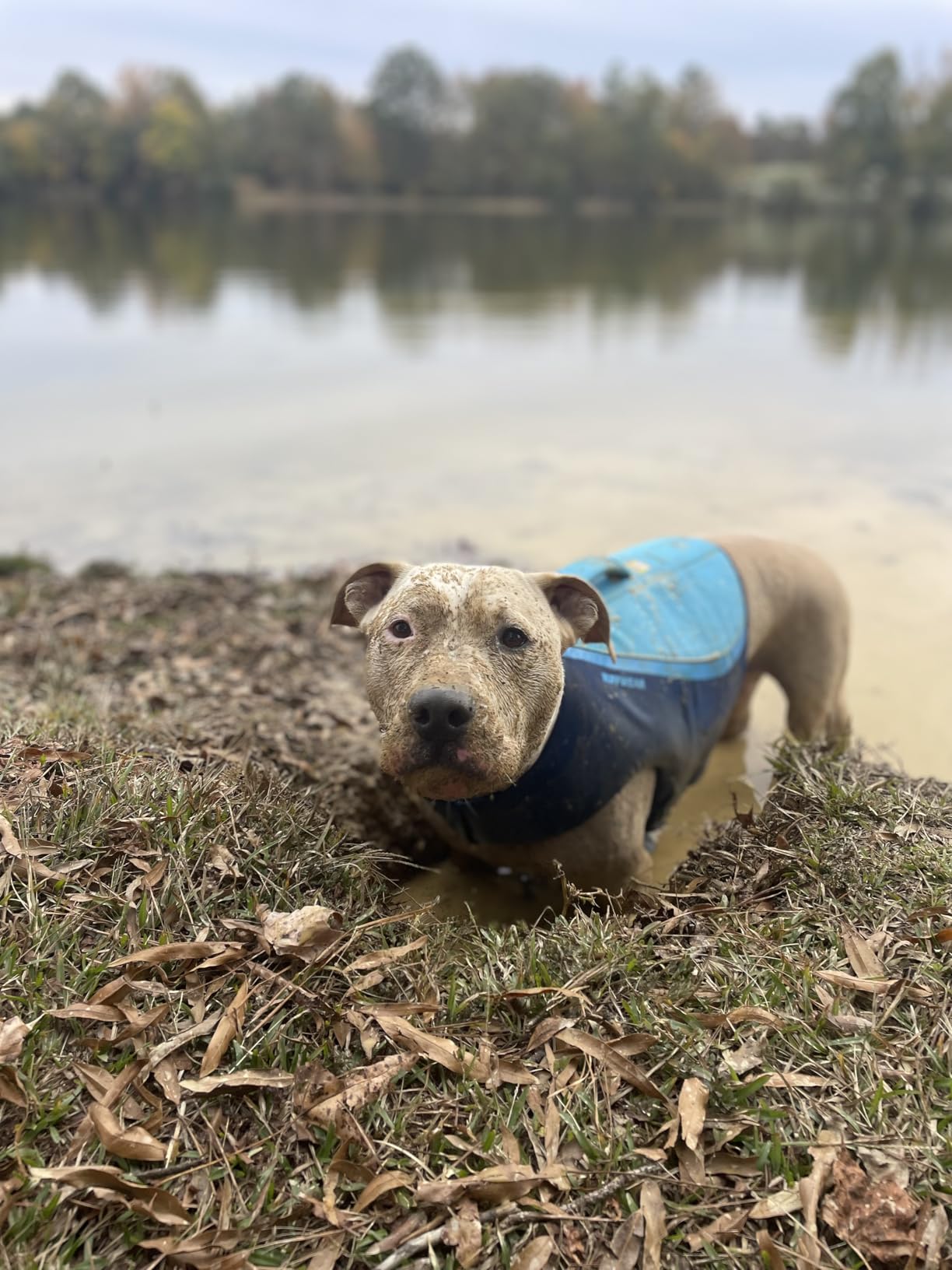 Ruffwear Float Coat Dog Life Jacket, Premium Buoyancy Swim Vest with Lift Handle, Secure Fit & Reflective Trim, Adjustable Flotation for Swimming, Boating, & Outdoor Adventures, Purple Lily, Large customer photo 1