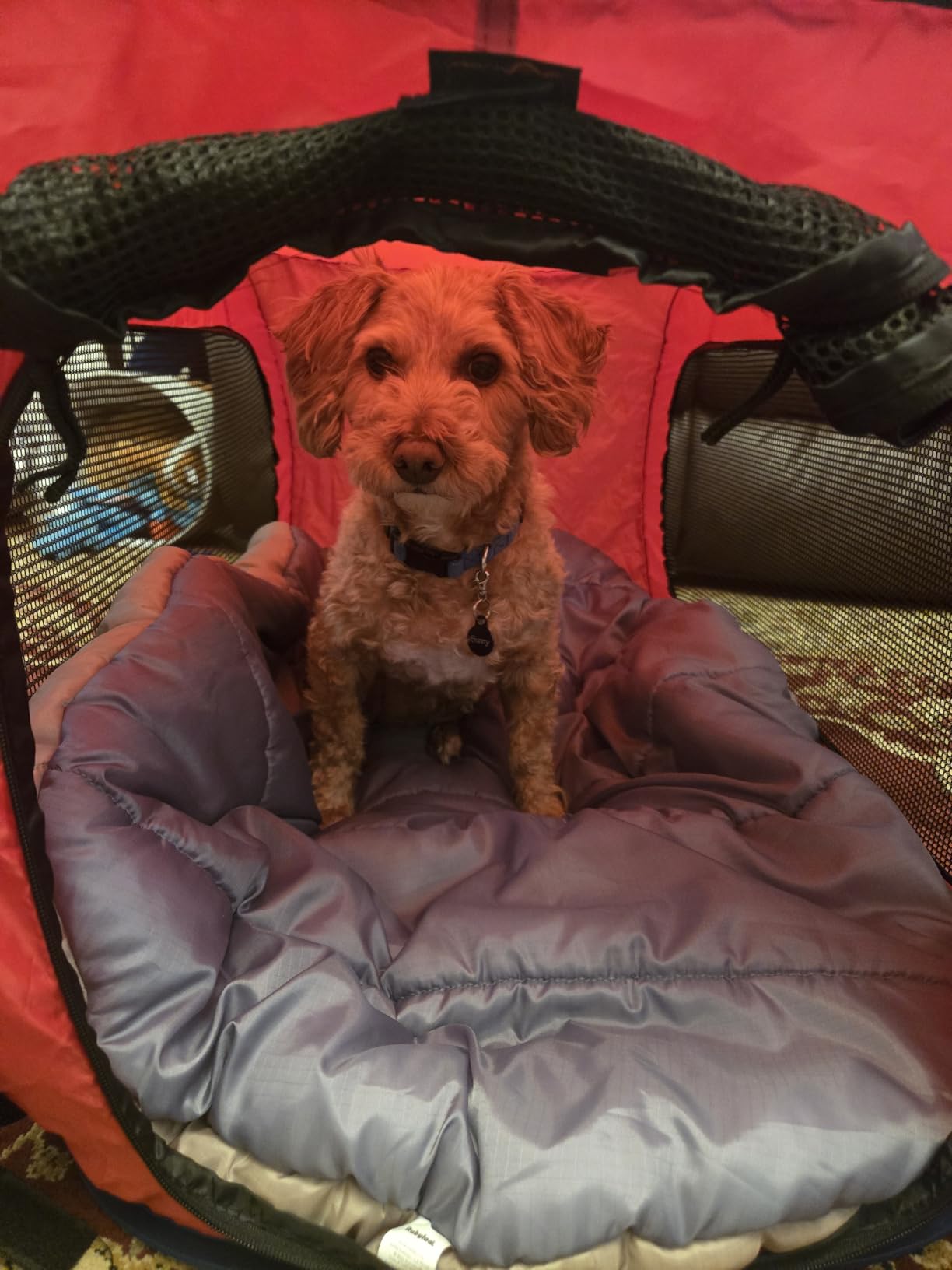Travel Dog Bed (42