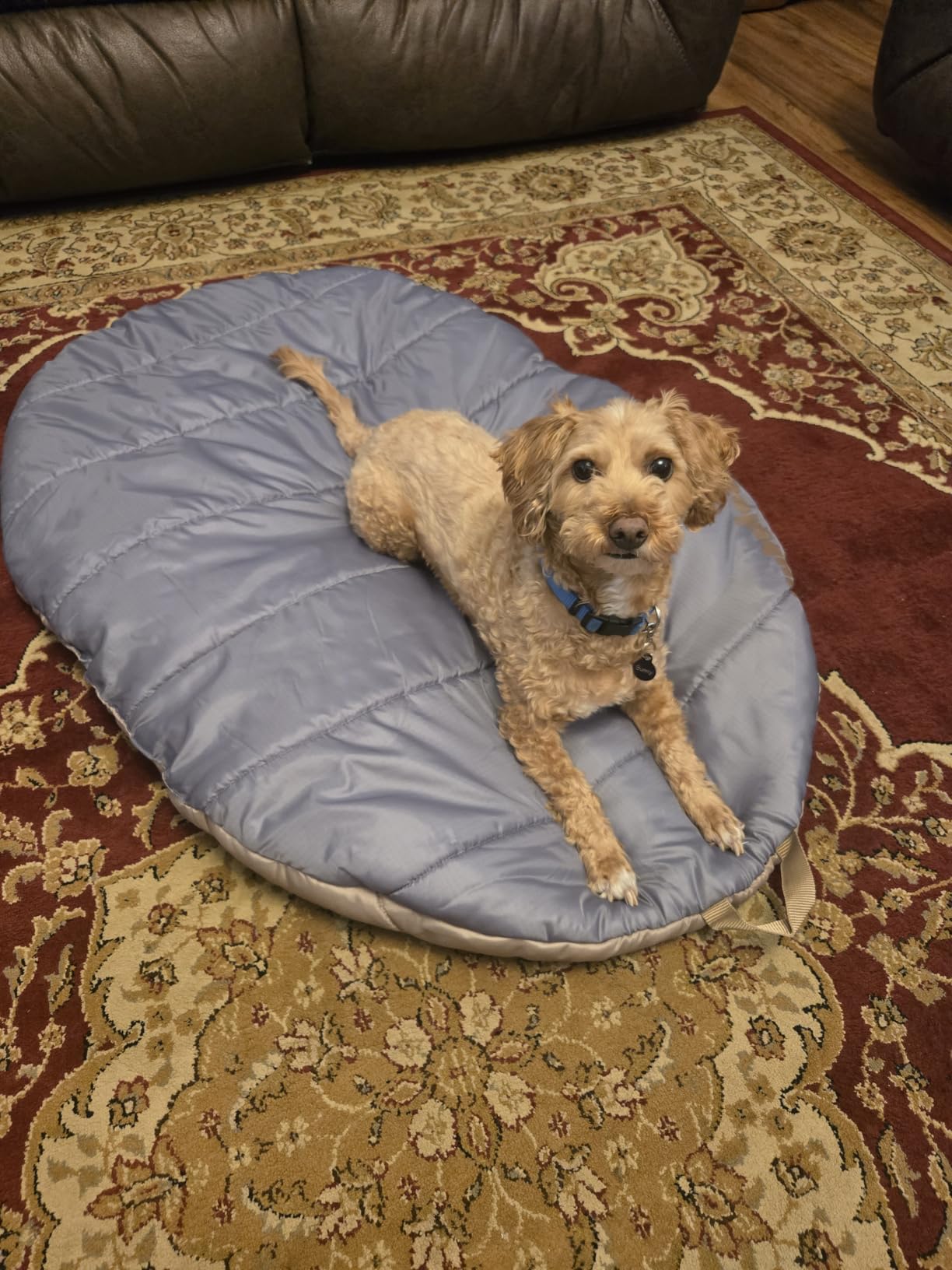 Travel Dog Bed (42