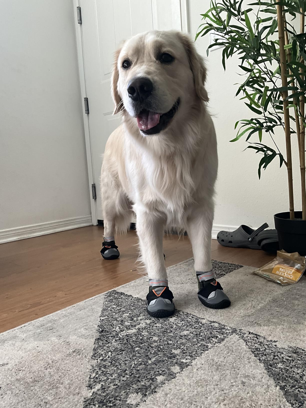 Dog Shoes for Large Small Medium Dogs, Dog Boots for Winter Snow Day, Anti-Slip Dog Booties & Paw Protectors, Outdoor Pet Shoe for Hiking Hardwood Floor with Reflective Straps Size 2 customer photo 1
