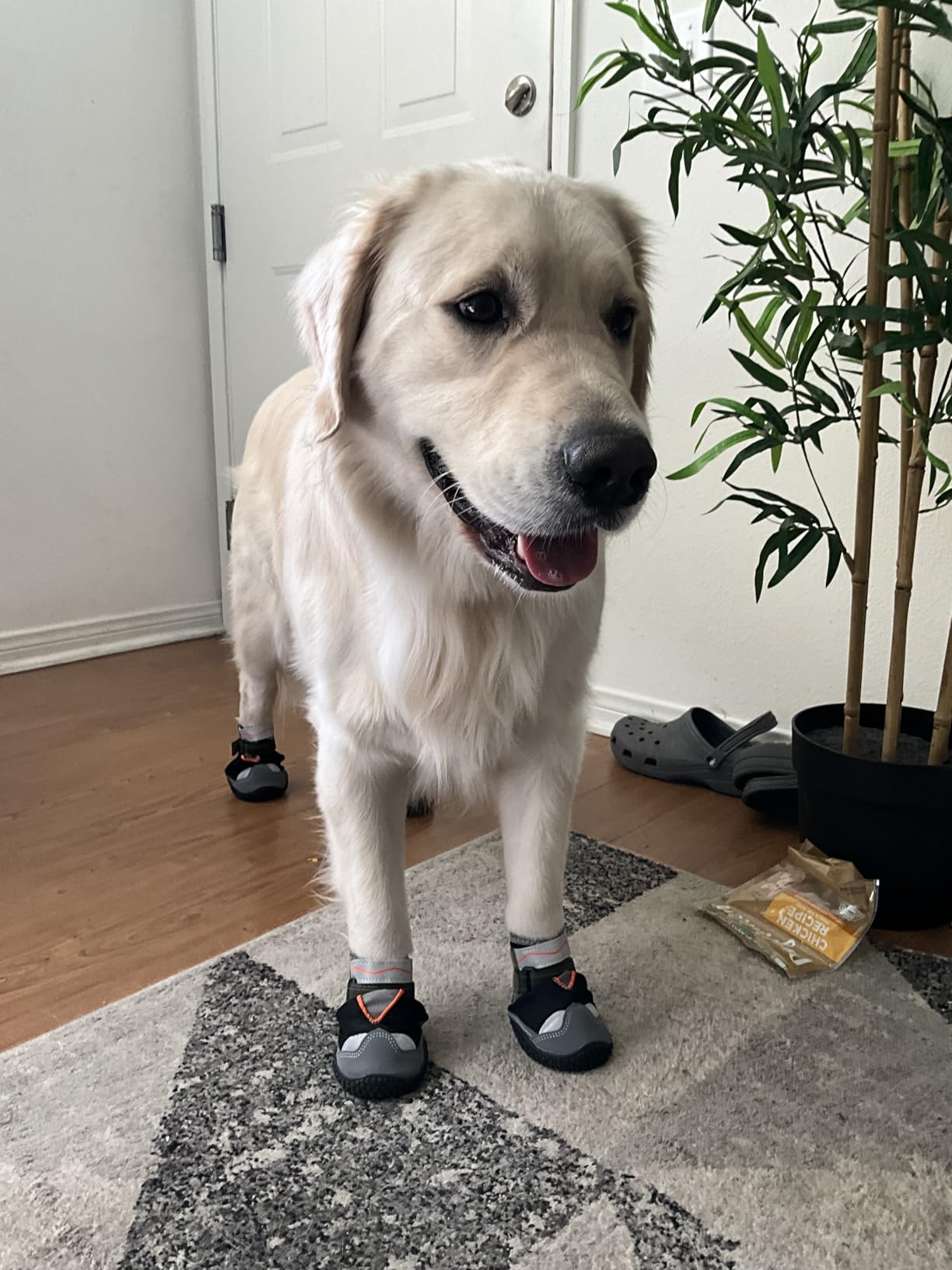 Dog Shoes for Large Small Medium Dogs, Dog Boots for Winter Snow Day, Anti-Slip Dog Booties & Paw Protectors, Outdoor Pet Shoe for Hiking Hardwood Floor with Reflective Straps Size 2 customer photo 2