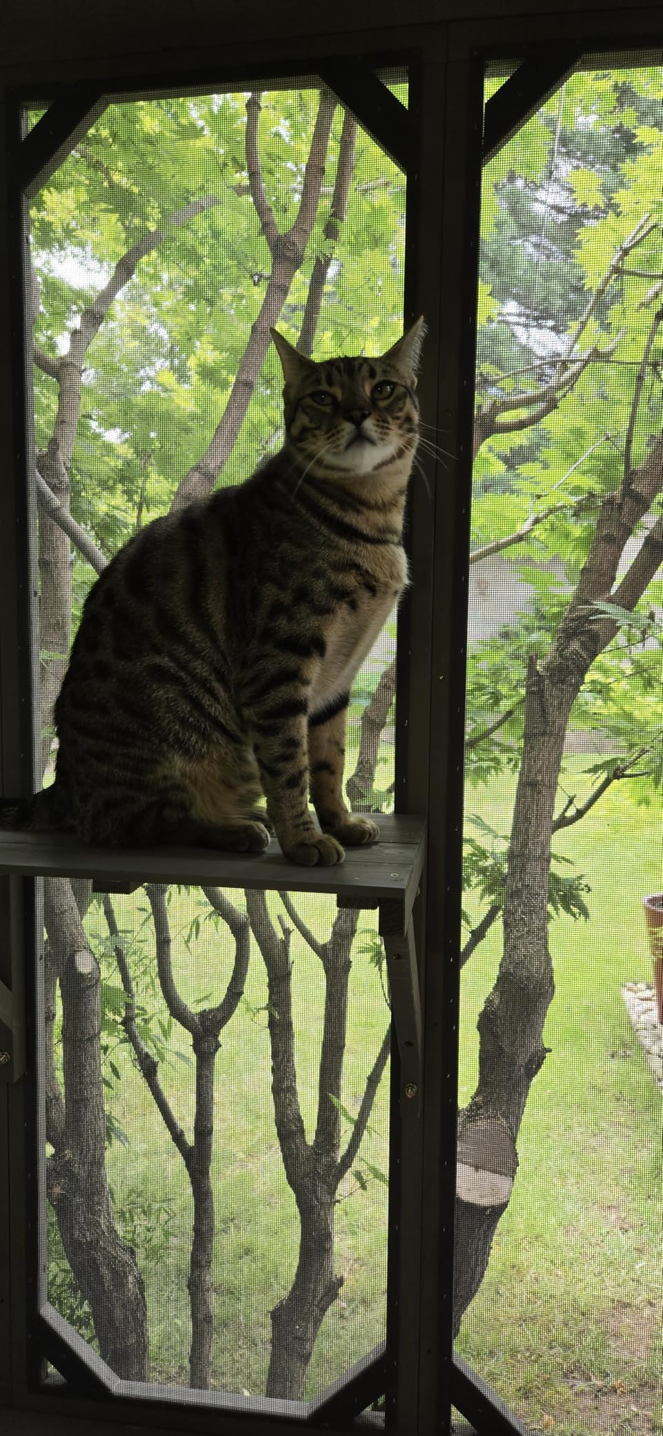 ketive Cat Catio, Expandable Window Box Enclosure for Multiple Indoor Cats, Comfortable Wooden Small Pet Perch House, All-Weather Use, Keep Bugs Insects Out, with 4 Platforms and 3 Doors customer photo 2