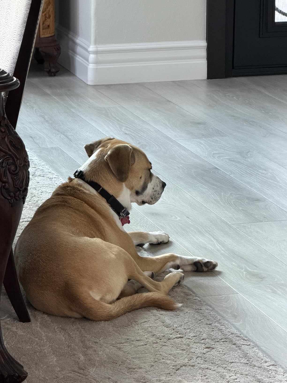 Furbo Mini 360° [Subscription Required] New 2K QHD Pet Camera - Unlock w/Paid Plan: Dog & Cat Safety Alerts, Rotating Treat Toss, 2-Way Speaker (Low Risk, 3mo Min. Cancel Anytime) customer photo 1