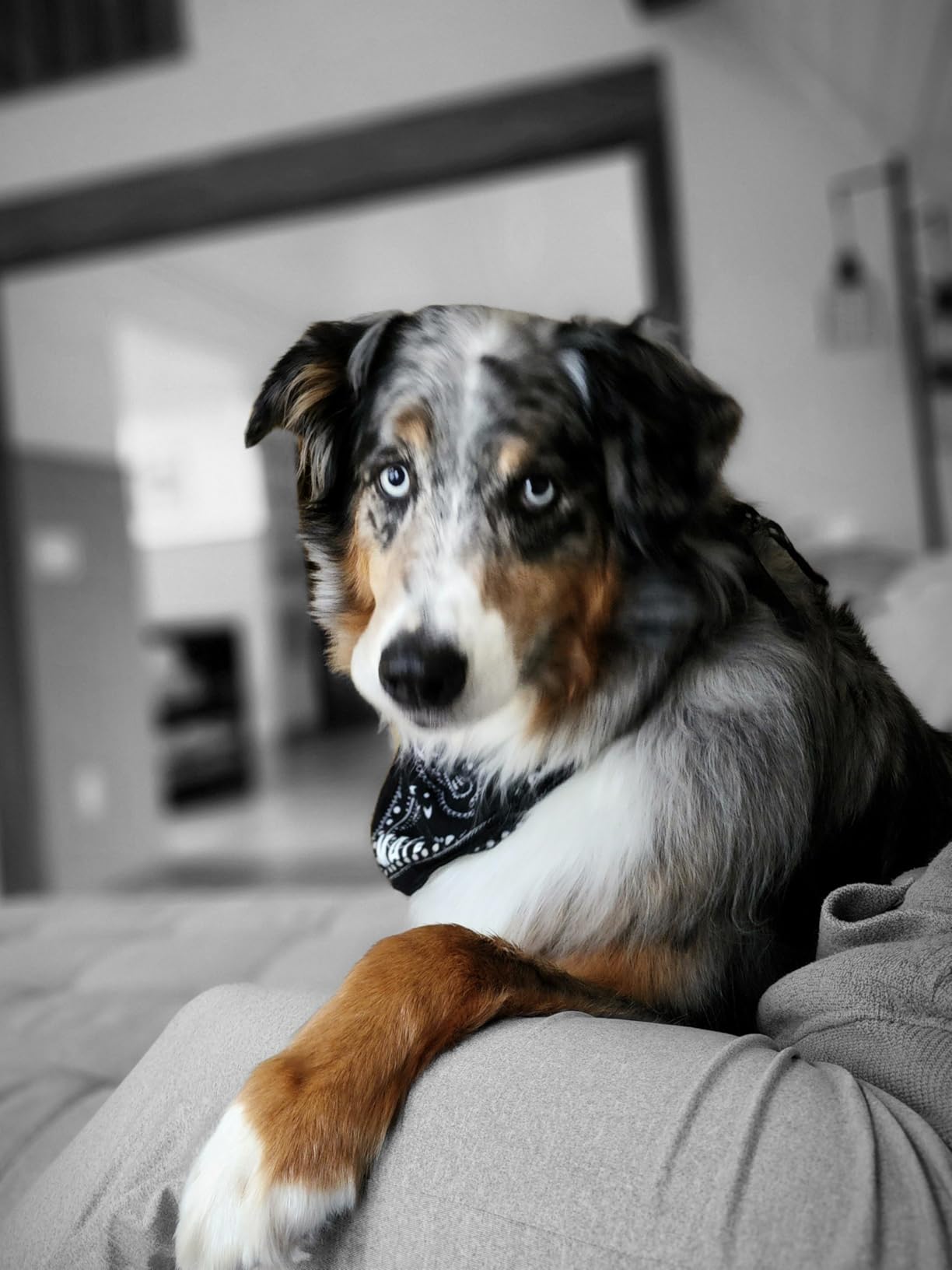 Fi New Series 3+ Smart Dog Tracker Collar [6 Month Membership Included] GPS Tracker for Dogs with Health & Behavior Monitoring, Escape Alerts, Waterproof, LED, Apple Watch Compatible (Blue, Large) customer photo 2