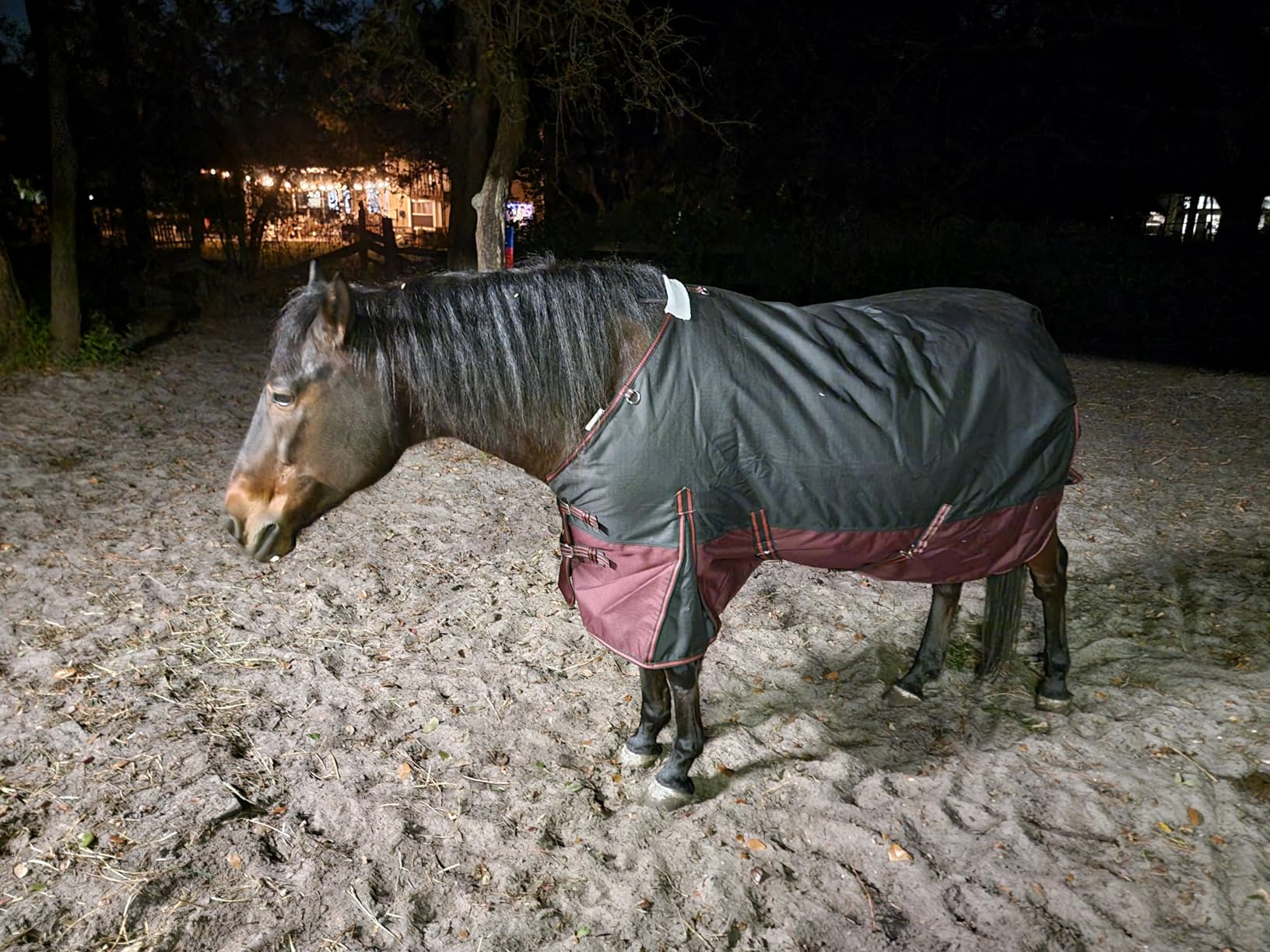 LEAFOREST 1200D Turnout Horse Winter Blanket Waterproof Breathable Snow Proof Heavy Blankets 200g Fill customer photo 1