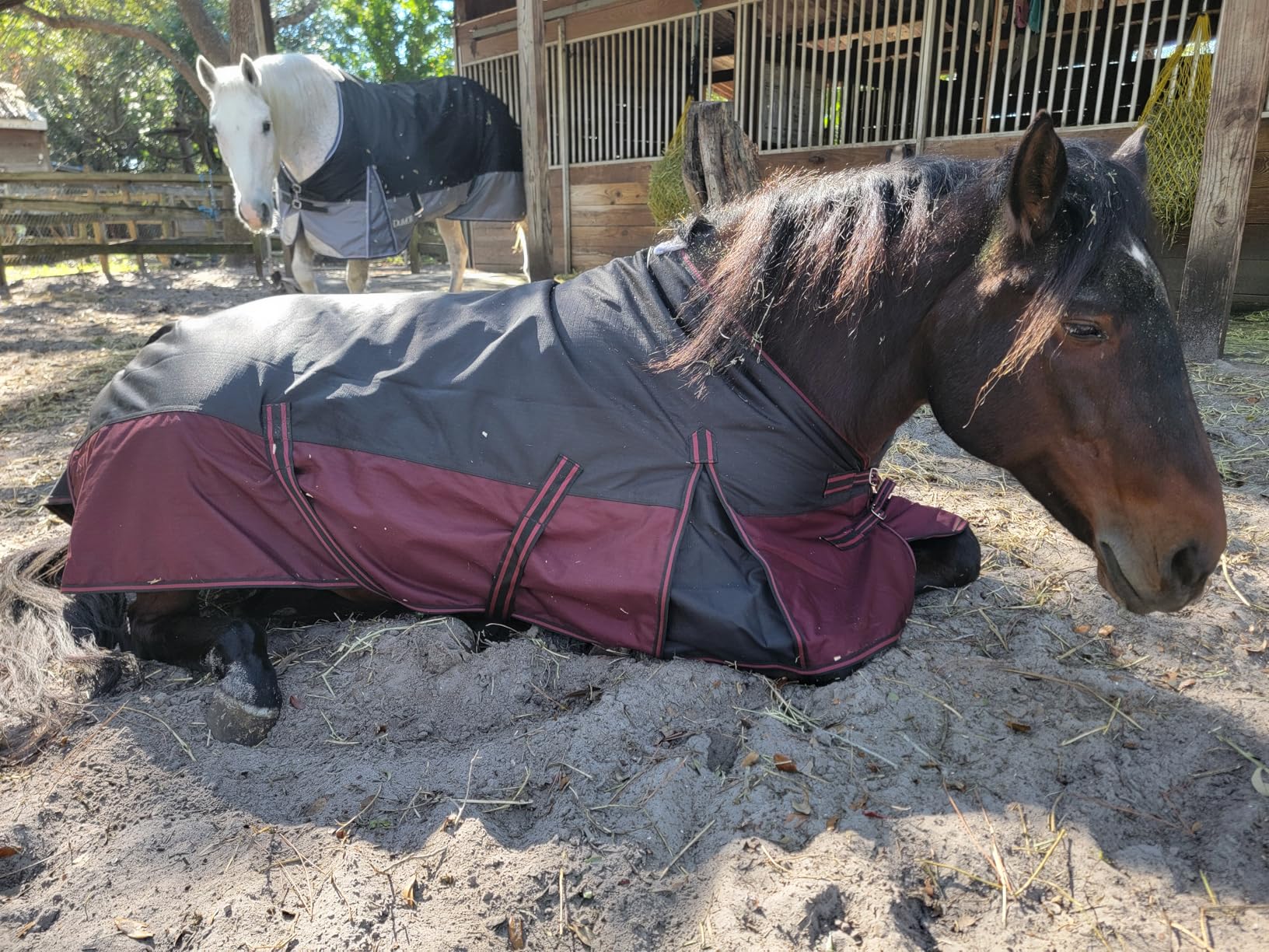 LEAFOREST 1200D Turnout Horse Winter Blanket Waterproof Breathable Snow Proof Heavy Blankets 200g Fill customer photo 2
