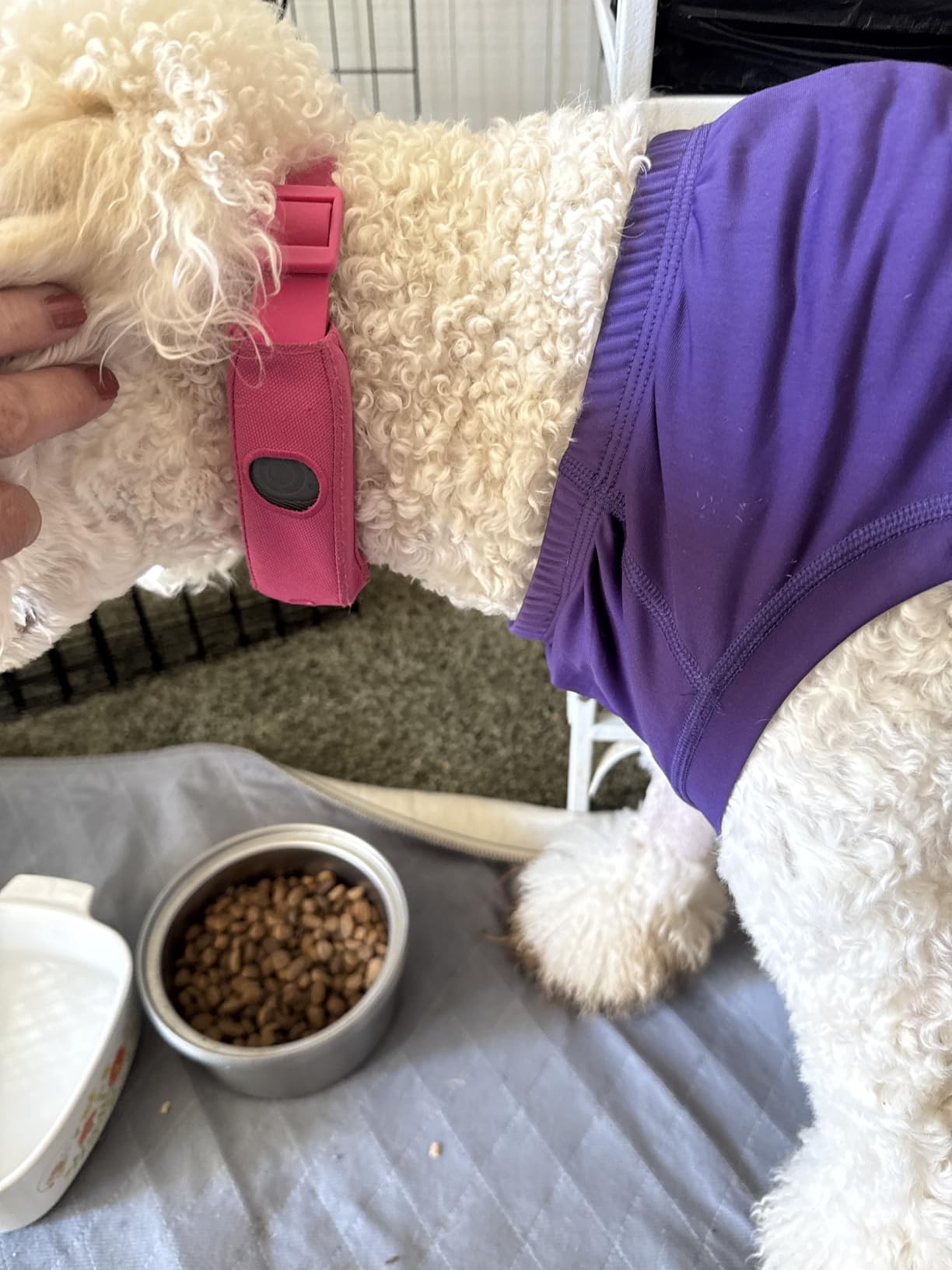 Halo Collar 5 Wireless Dog Fence & GPS Dog Collar, Keep Your Dog Safely Contained Outdoors with App-Controlled Boundaries and Real-Time Tracking, One Size, Midnight customer photo 2