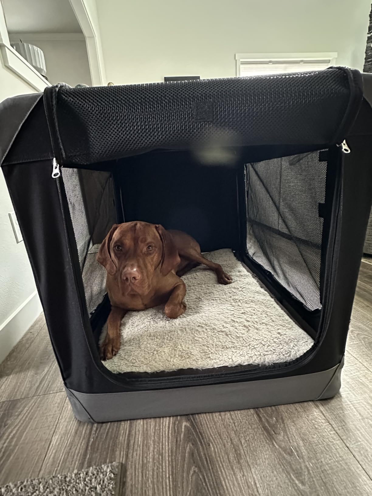 Feandrea Collapsible Dog Crate, Portable Oxford Fabric Pet Travel Crate with 4 Mesh Doors customer photo 1