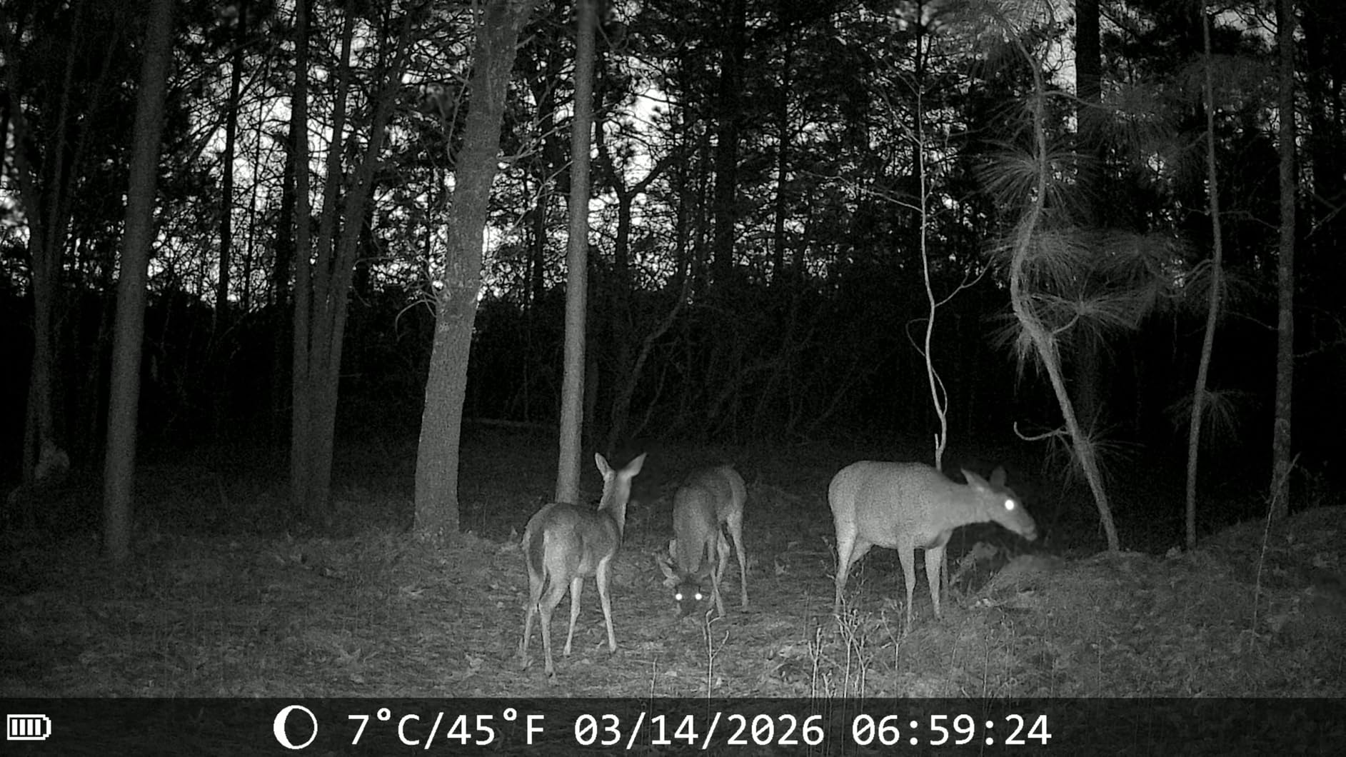 MAXDONE Solar Trail Camera 2 Pack - 4K 64MP WiFi Bluetooth Solar Deer Camera with Night Vision Motion Activated, Game Camera IP66 Waterproof, Wildlife Cameras Built-in Battery Rechargeable Power customer photo 1