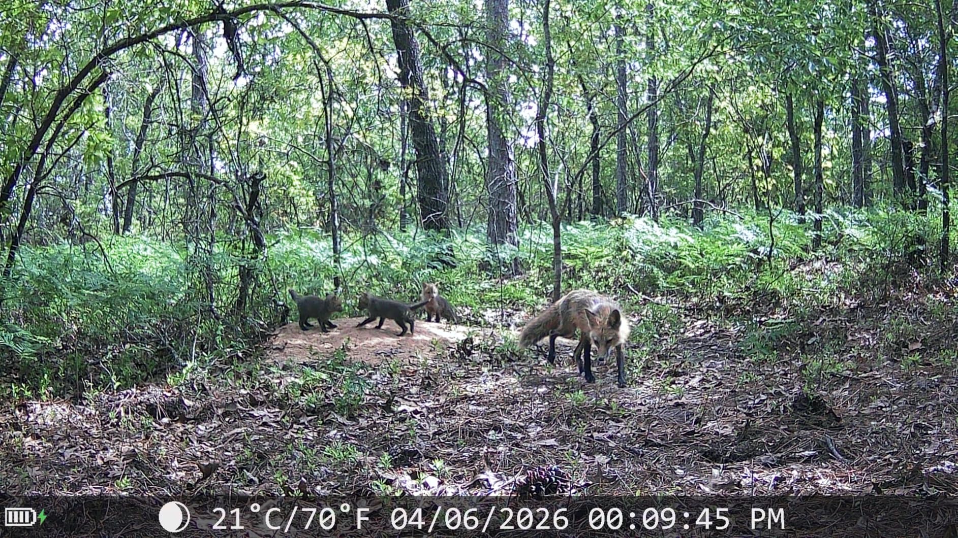 MAXDONE Solar Trail Camera 2 Pack - 4K 64MP WiFi Bluetooth Solar Deer Camera with Night Vision Motion Activated, Game Camera IP66 Waterproof, Wildlife Cameras Built-in Battery Rechargeable Power customer photo 2