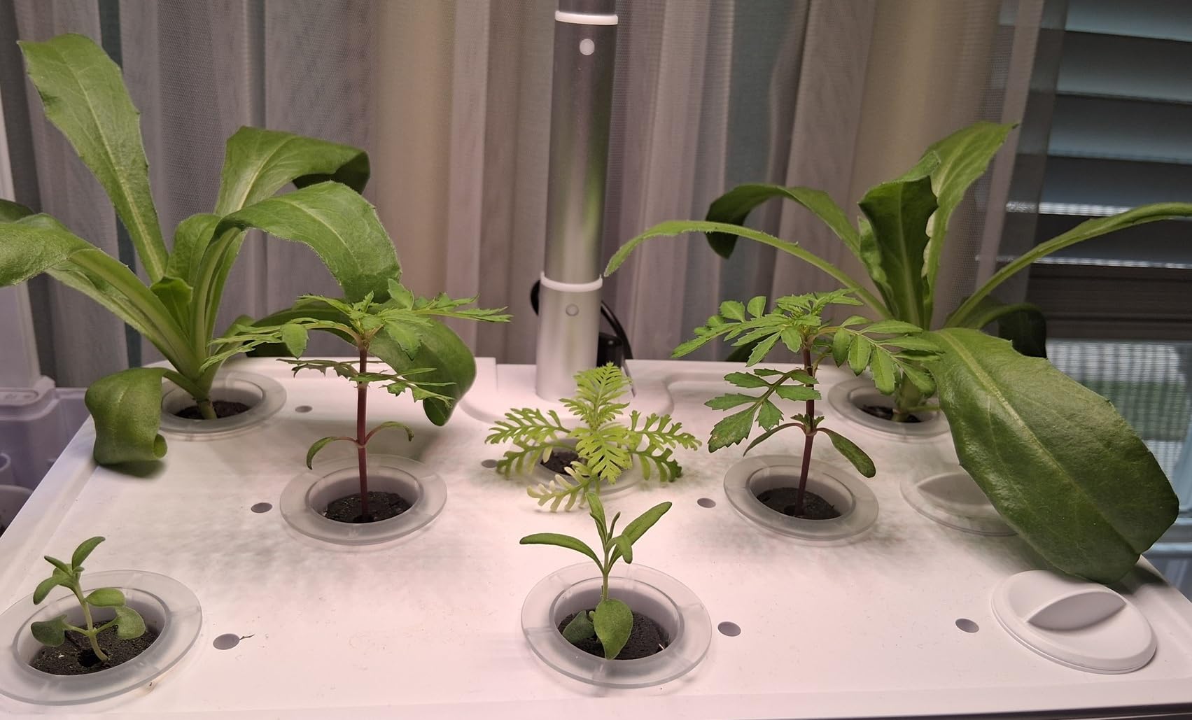 URUQ Hydroponics Growing System Garden: 8 Pods Indoor Herb Garden with Grow Light Plants Germination Kit Quiet Automatic Hydroponic Height Adjustable customer photo 2