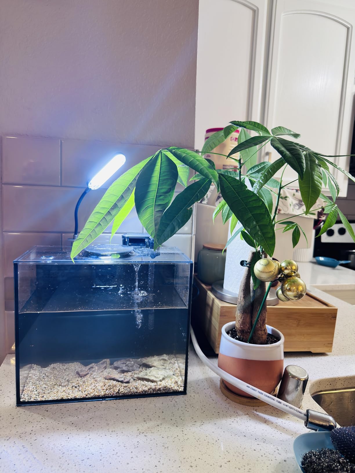 10 Gallon Aquarium Set Glass Fish Tank, Heater Self Cleaning System Filter with Media Bright Light Cleaning Tool, Leak-Proof Clear Rimless Betta Tropical Freshwater Fish customer photo 1