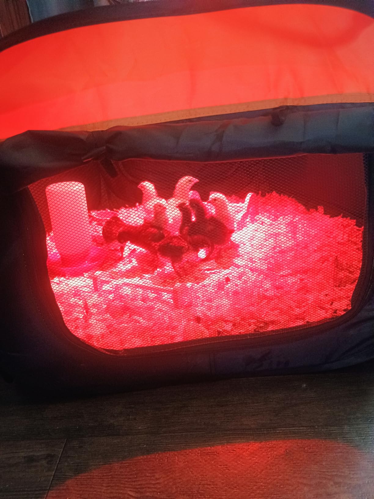 Brooder Box for Chicks, Pop-Up Chicken Brooder Playpen with Dual Doors, Mesh Top Cover & Waterproof Mat, Portable Chick Enclosure for Baby Chicks, Ducks & Quail, Holds Up to 15 Chicks customer photo 2