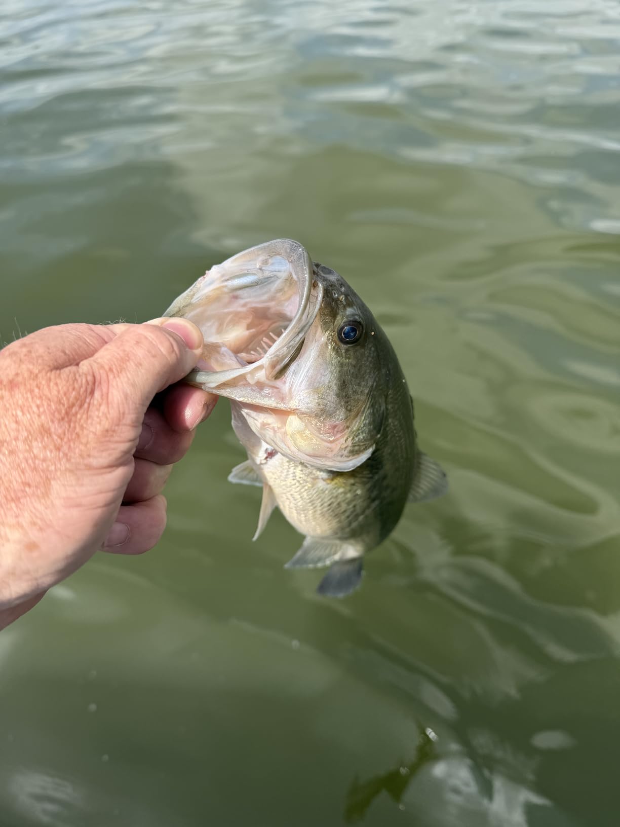 KastKing Lethal Blaze Baitcasting Fishing Reel, 7.3:1 High-Speed Gear Ratio, Low-Profile Baitcaster, Lightweight Glass Fiber-Infused Nylon Frame customer photo 2