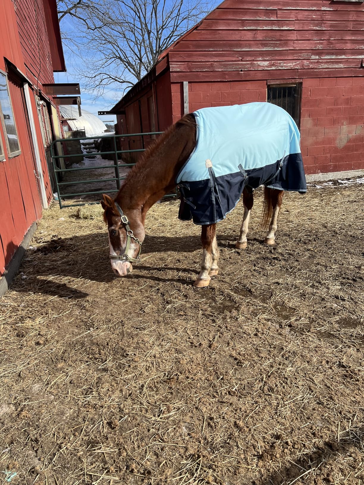BARN & STABLE 600Denier 3000mm/3000mvp Super Waterproof & Breathable Horse Blankets for Winter with 200g Fill (Pink/Blue, 78 Inch) customer photo 1