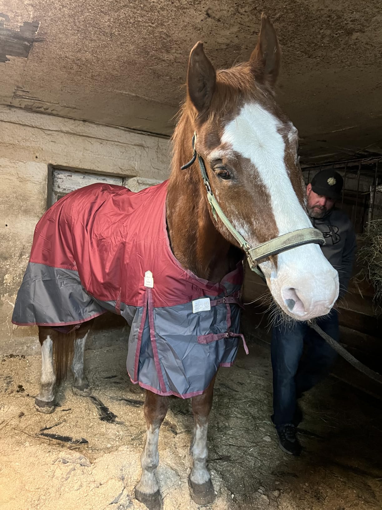 BARN & STABLE 600Denier 3000mm/3000mvp Super Waterproof & Breathable Horse Blankets for Winter with 200g Fill (Pink/Blue, 78 Inch) customer photo 2