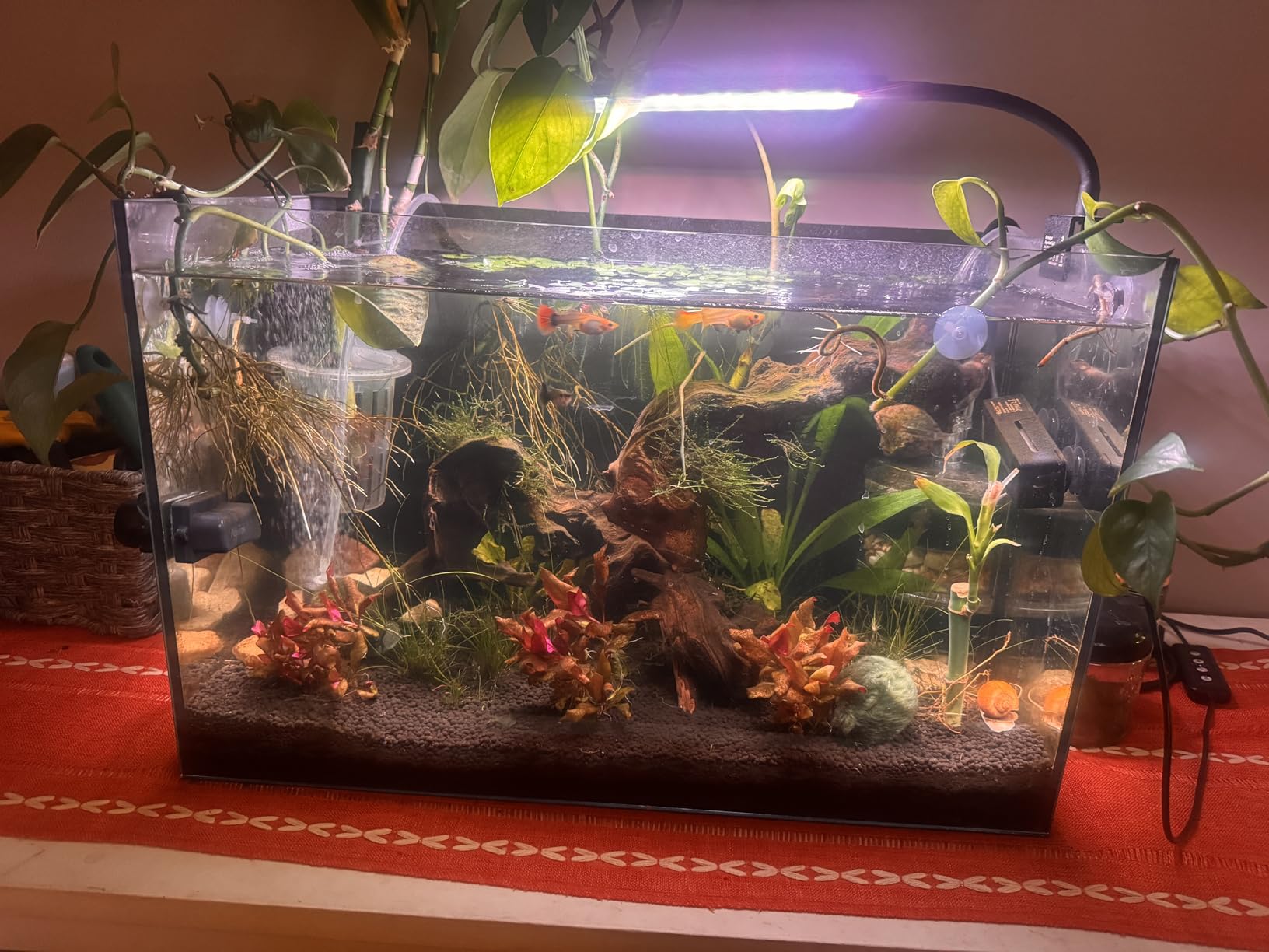 10 Gallon Glass Fish Tank Open-Back Lid, Aquarium Fish Bowl Cube for Betta Goldfish Snails Shrimp Aquatic Planting, Ultra Clear Rimless Low Iron customer photo 1