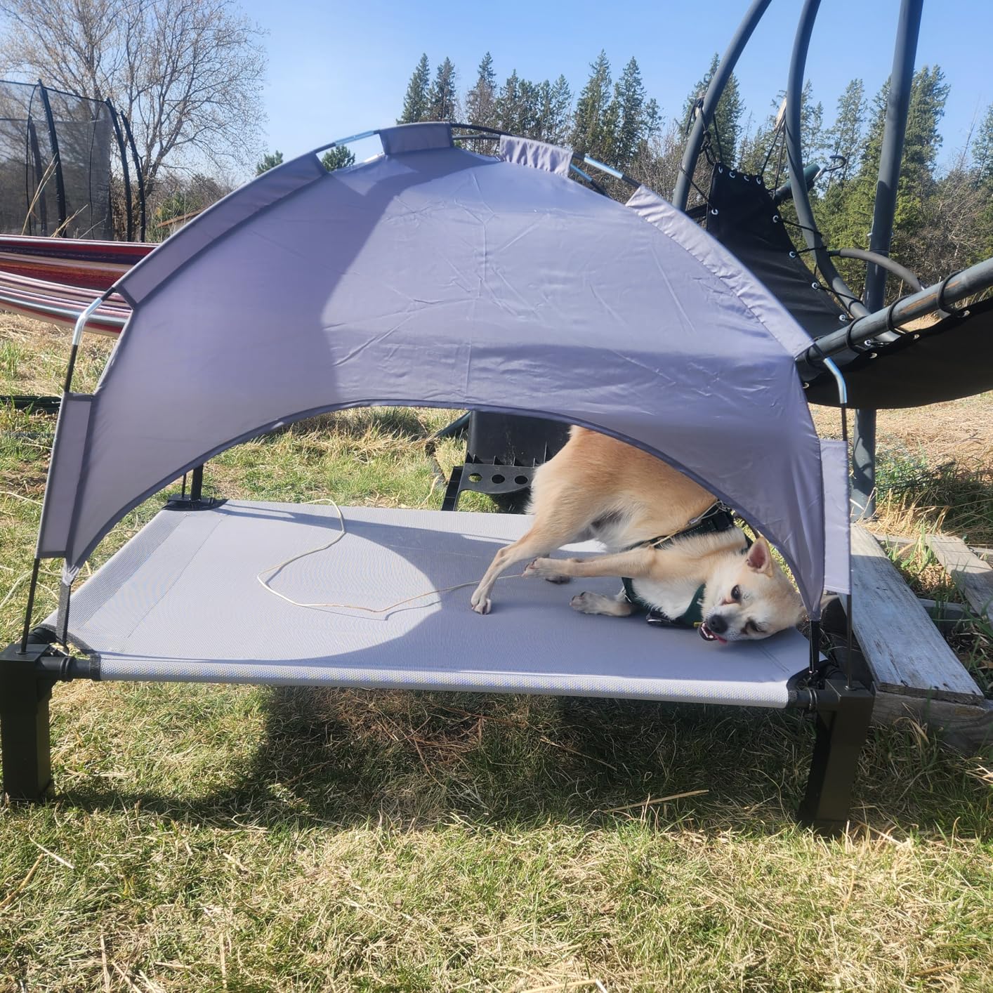 Heeyoo Elevated Dog Bed with Removable Canopy, Portable Dog Cot with Sun Protection Shade Tent, Raised Pet Cooling Cot Bed for Dogs, 42in customer photo 2
