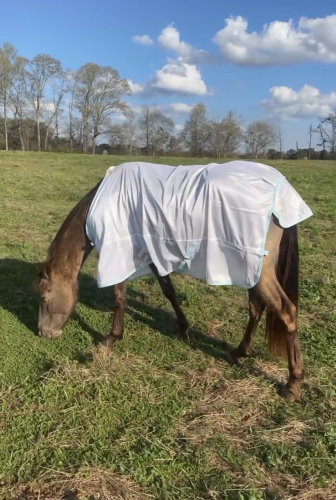 BARN & STABLE Breathable and UV Protective Tear-Resistant Mesh Horse Fly Sheet Comfy Equine Summer Sheet with Removable Web Leg Straps customer photo 1