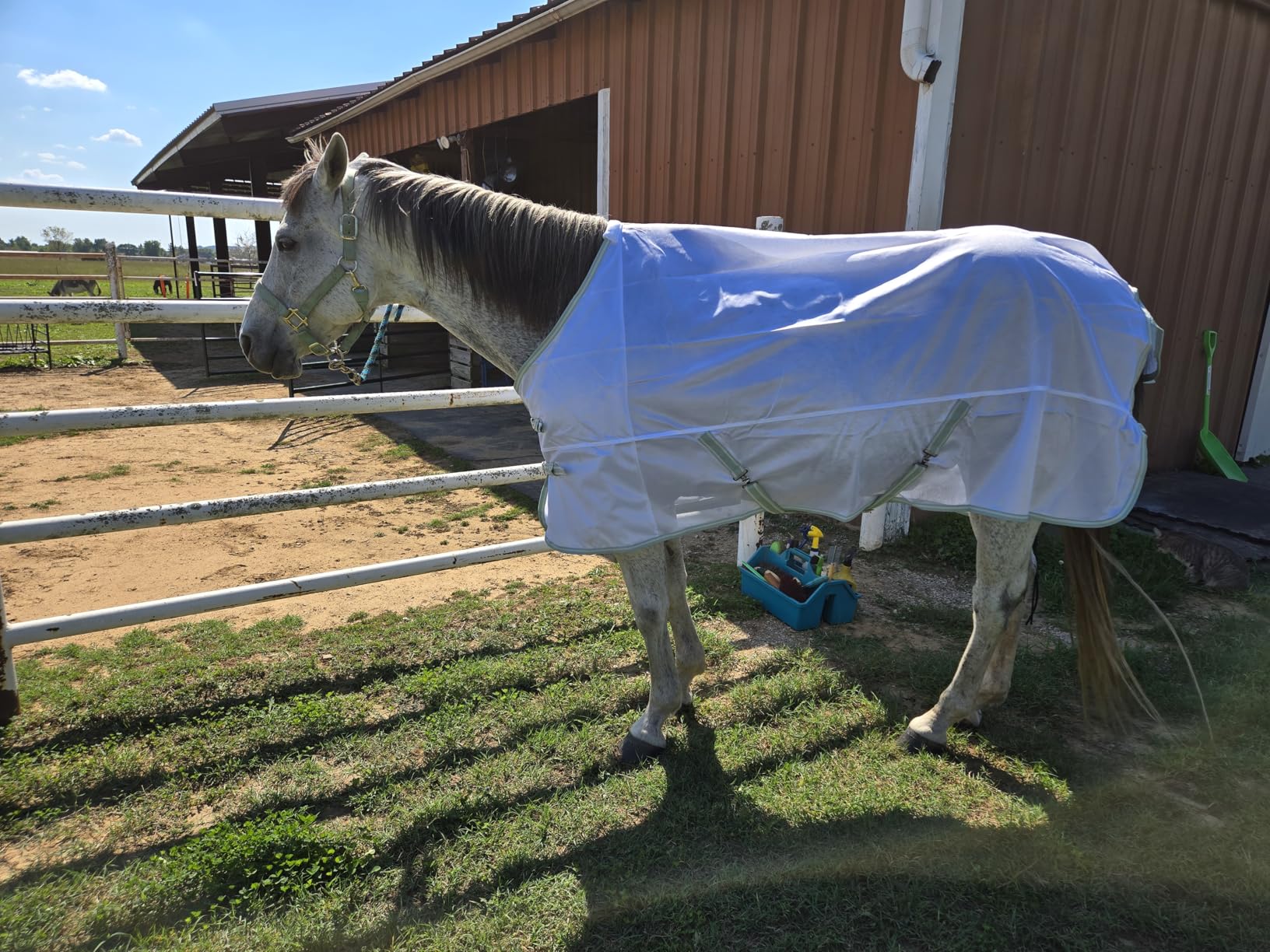 BARN & STABLE Breathable and UV Protective Tear-Resistant Mesh Horse Fly Sheet Comfy Equine Summer Sheet with Removable Web Leg Straps customer photo 2