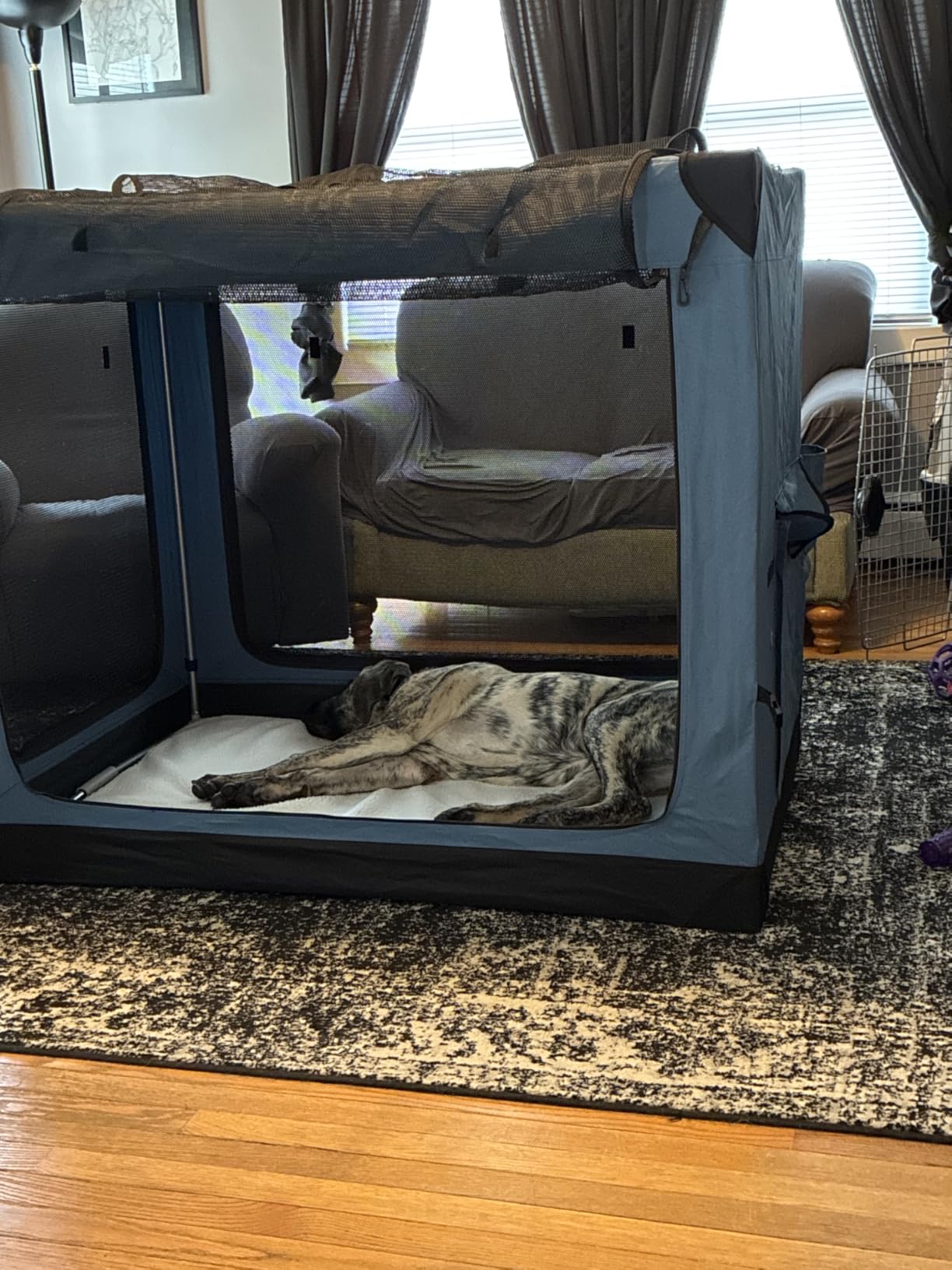 EliteField 4-Door Folding Soft Dog Crate (2-Year Warranty) with Aluminum Frame, Top Curtain, Carrying Bag, and Fleece Bed, Indoor & Outdoor Pet Home (36