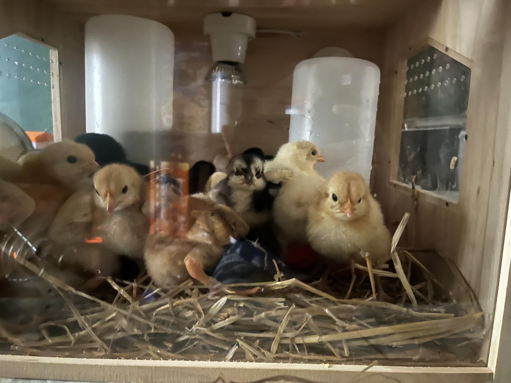 Chicken Brooder Box, Brooder Box for Chicks & Quail, Large Chicken Coop Quail Cage with Heat Lamp, Ideal for Chicks, Ducks, Quails, Hamsters and Lizards (23.6 x 16 x 16 in) customer photo 1