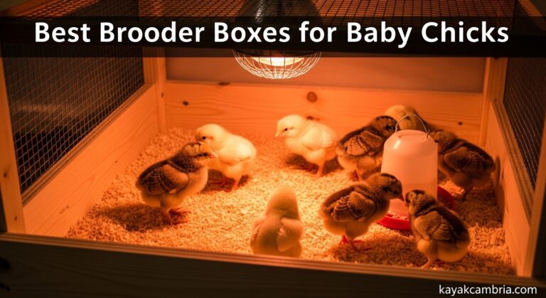Best Brooder Boxes for Baby Chicks