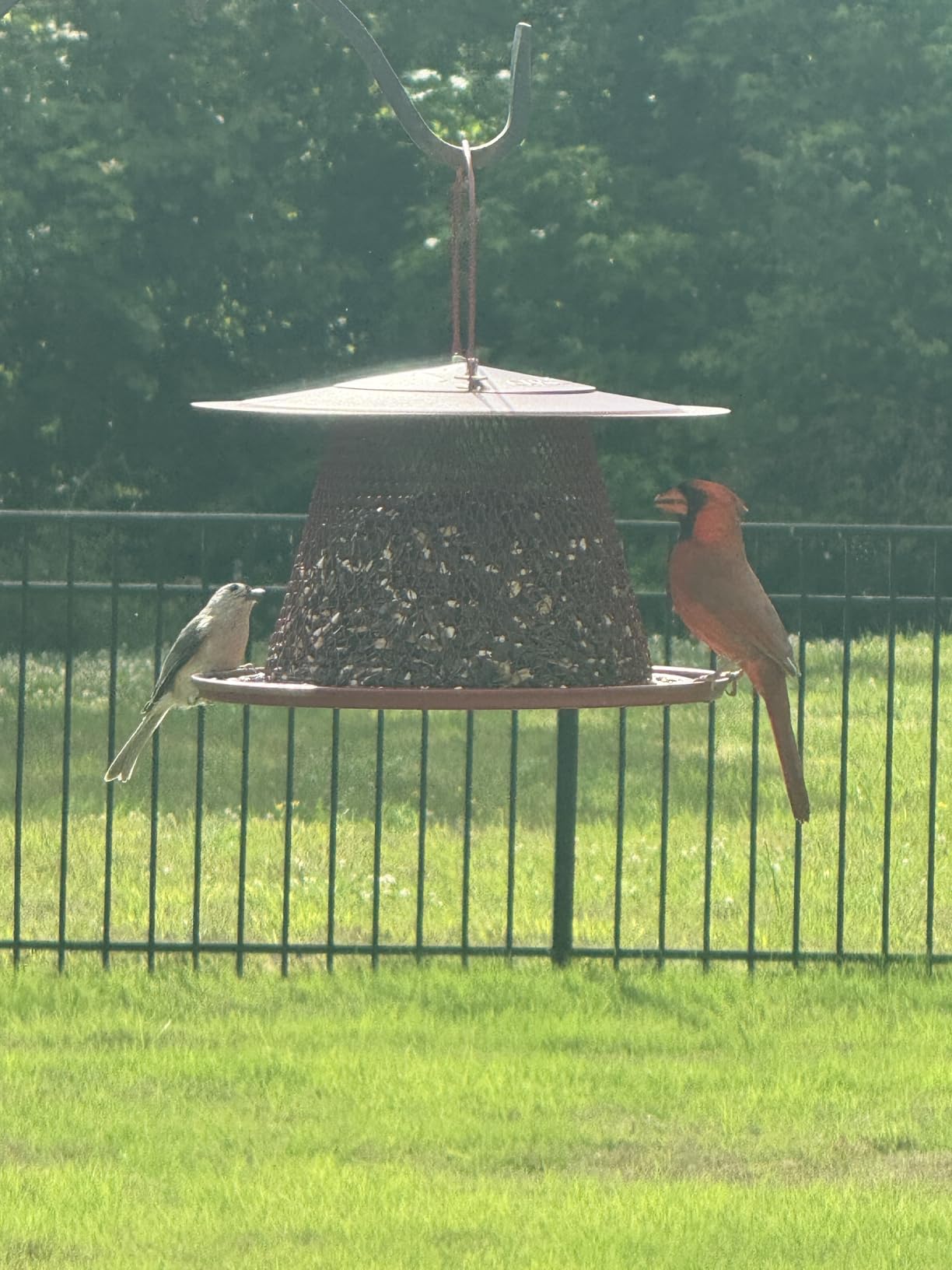 Perky-Pet Red Cardinal Wild Bird Feeder - 2.5 lb Seed Capacity, Holds Up to 15 Birds Simultaneously, Metal Hanging Feeder for Outdoors, Collapsible Mesh Design, Built-In Hook & Circular Tray, C00322 customer photo 2