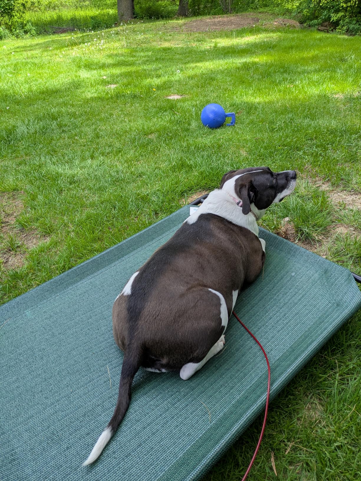 Coolaroo Original Elevated Dog Bed - Breathable Off-The-Ground Pet Bed with Cooling Fabric, Joint Relief & Moisture-Resistant Fabric, 100% Recyclable, Easy Clean, Grey, Large customer photo 1