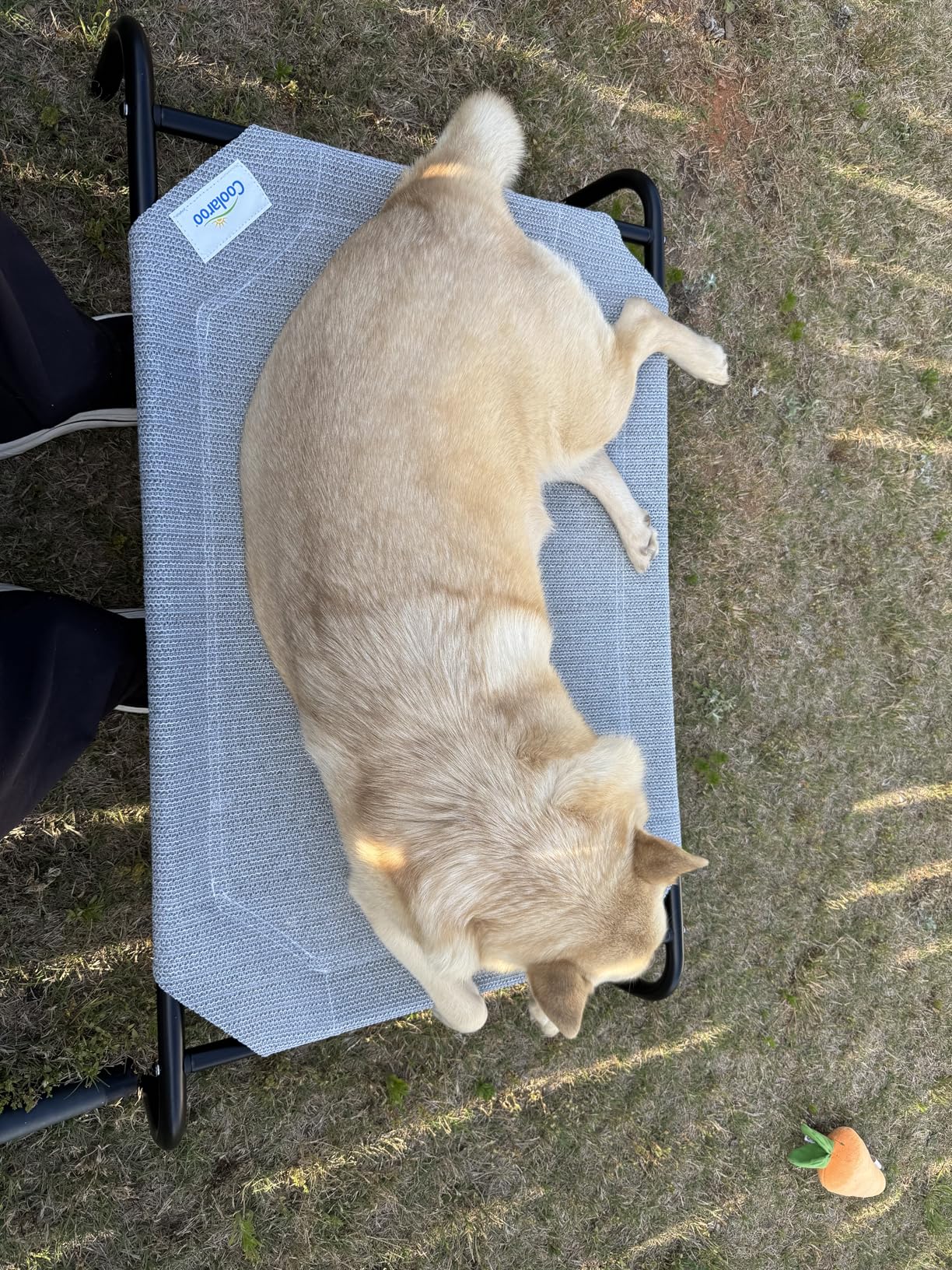 Coolaroo Original Elevated Dog Bed - Breathable Off-The-Ground Pet Bed with Cooling Fabric, Joint Relief & Moisture-Resistant Fabric, 100% Recyclable, Easy Clean, Grey, Large customer photo 2