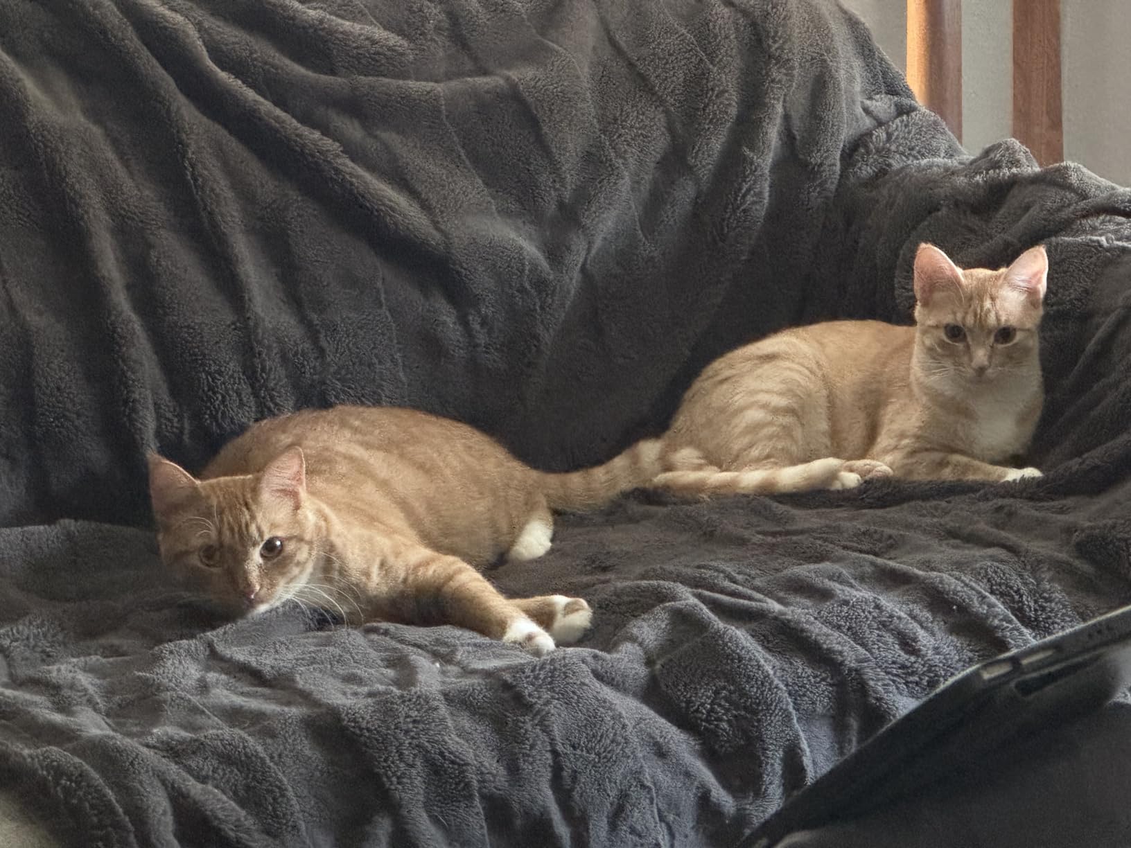 Blue Buffalo Wilderness with Chicken Natural High-Protein Grain-Free Dry Food for Adult Cats, Real Chicken First, Antioxidant-Rich LifeSource Bits Support Immunity, Promotes Strong Muscles, 12 lbs. customer photo 1