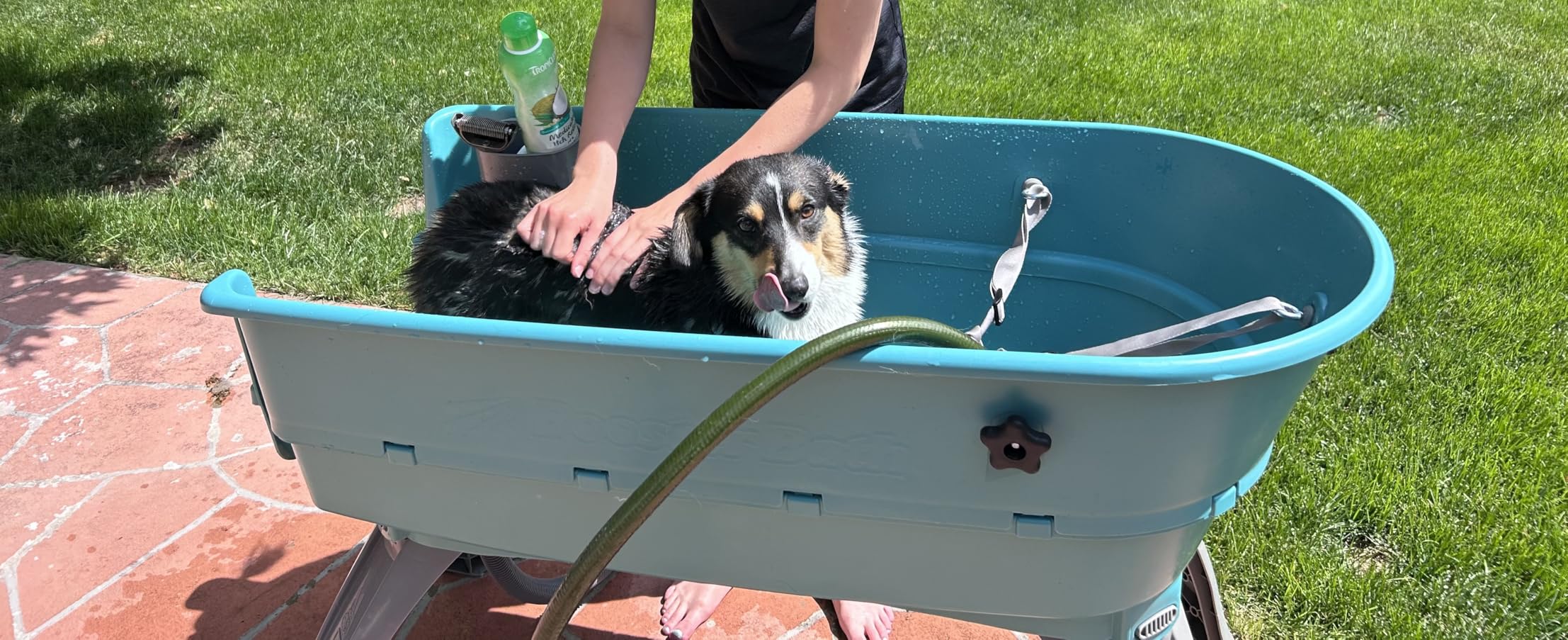 Booster Bath Elevated Pet Bathing, Teal, Large (Pack of 1) customer photo 2