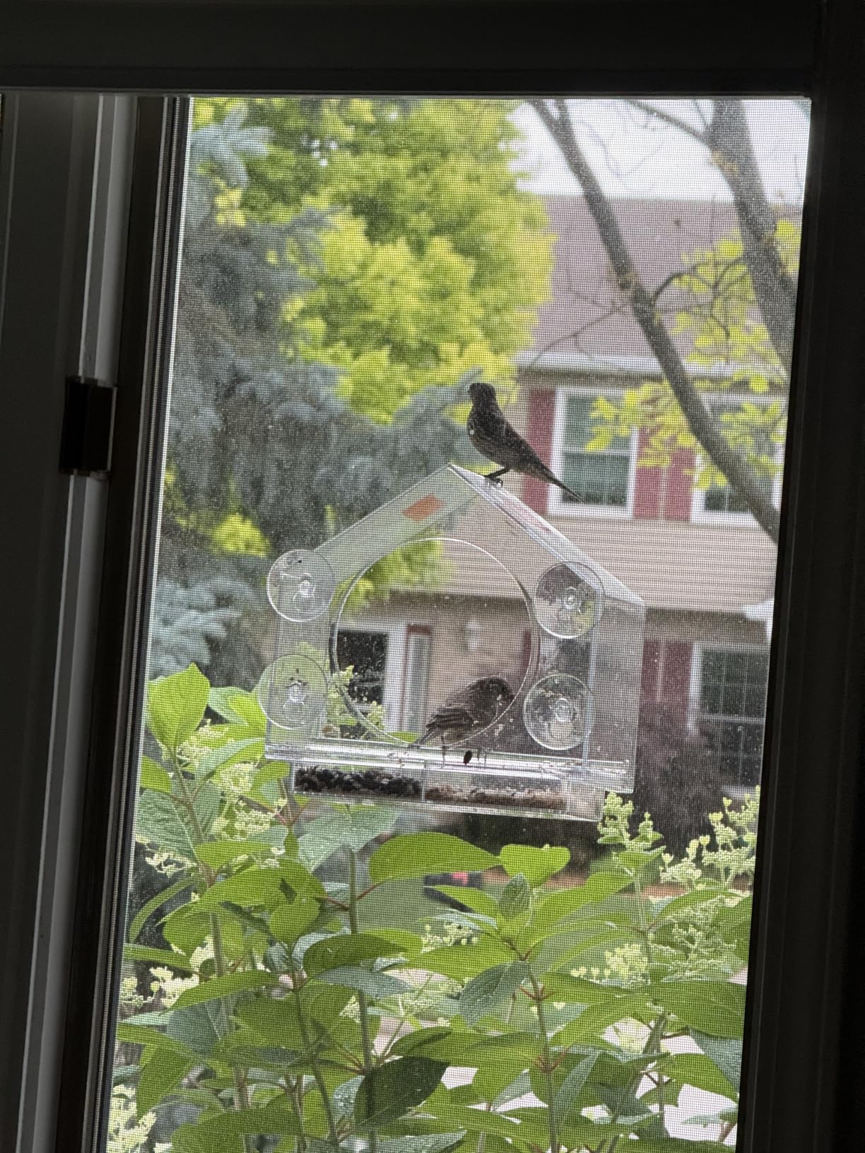 Nature Anywhere Window Bird Feeder - Weather Proof Transparent Acrylic Bird Feeders for Outdoors - Enhanced Suction Grip, Bird Watching for Cats, Easy-to-Clean, Outdoor Birdhouse Feeder (1 Unit) customer photo 1