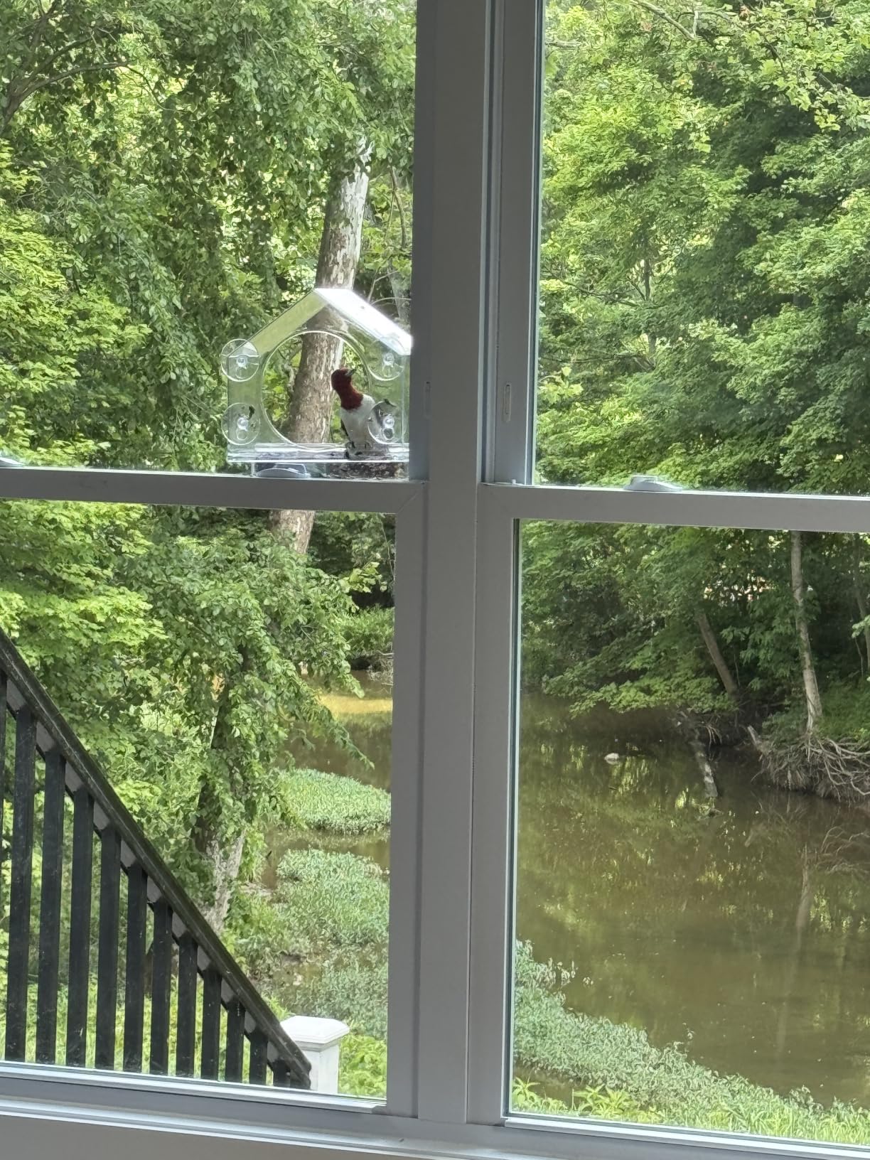 Nature Anywhere Window Bird Feeder - Weather Proof Transparent Acrylic Bird Feeders for Outdoors - Enhanced Suction Grip, Bird Watching for Cats, Easy-to-Clean, Outdoor Birdhouse Feeder (1 Unit) customer photo 2