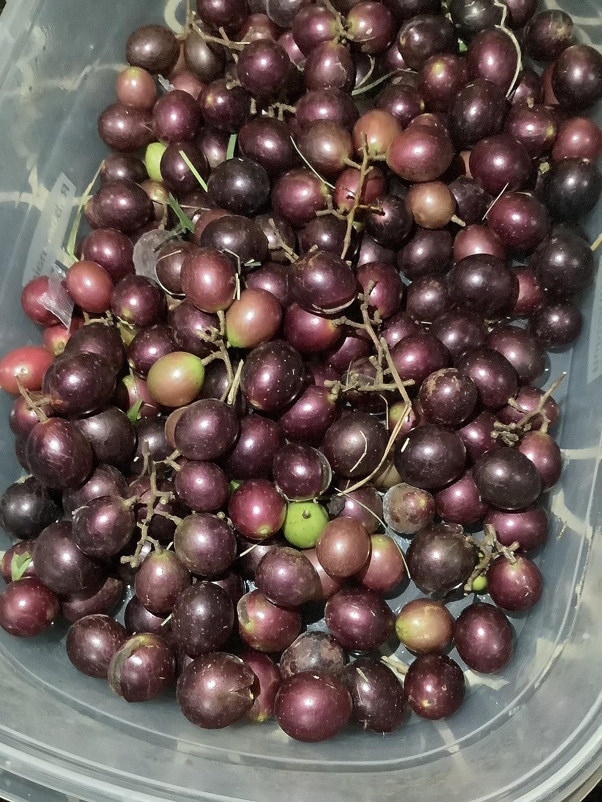Home Brew Ohio Upgraded 1 Gallon Wine from Fruit Kit - Includes Mini Auto-Siphon customer photo 1