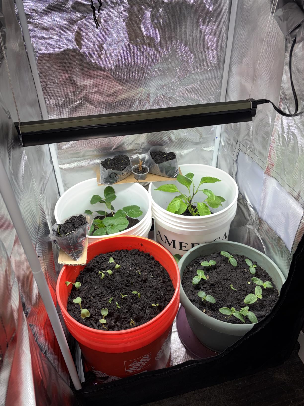 zazzy Grow Tent, 48