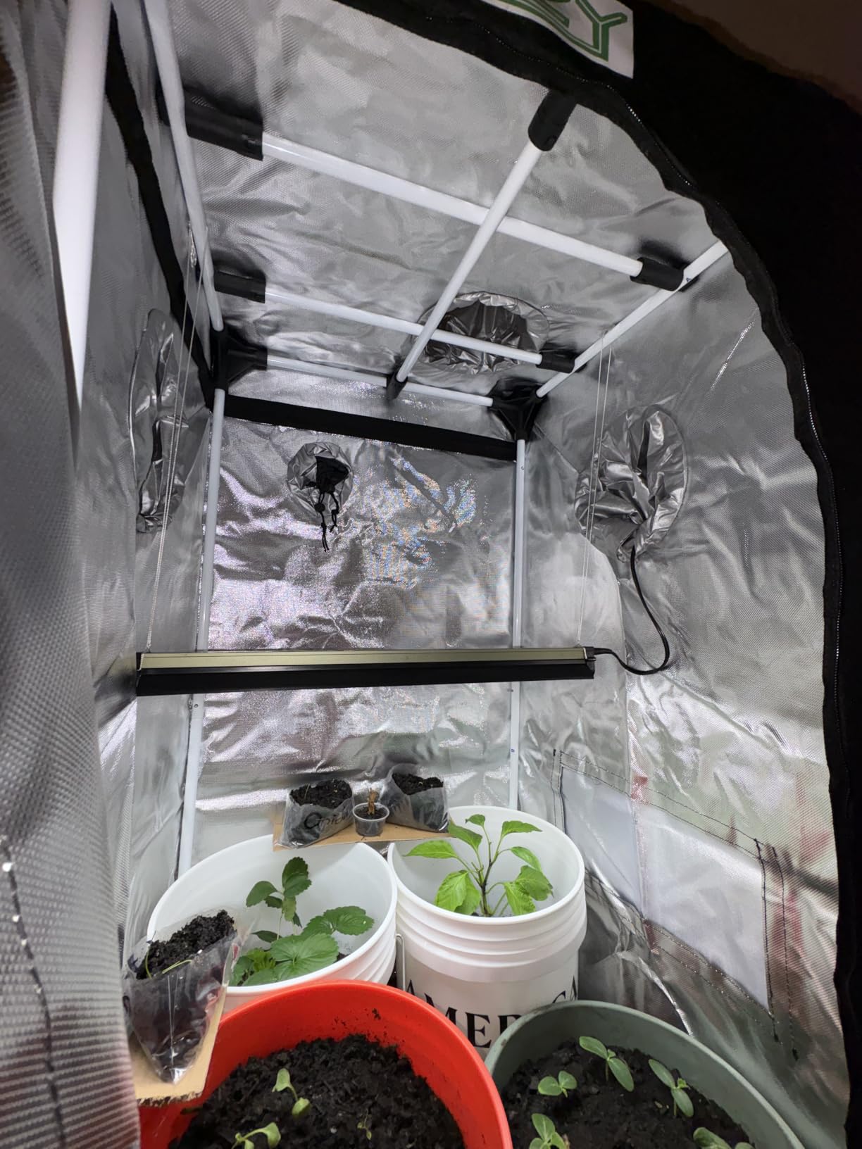 zazzy Grow Tent, 48