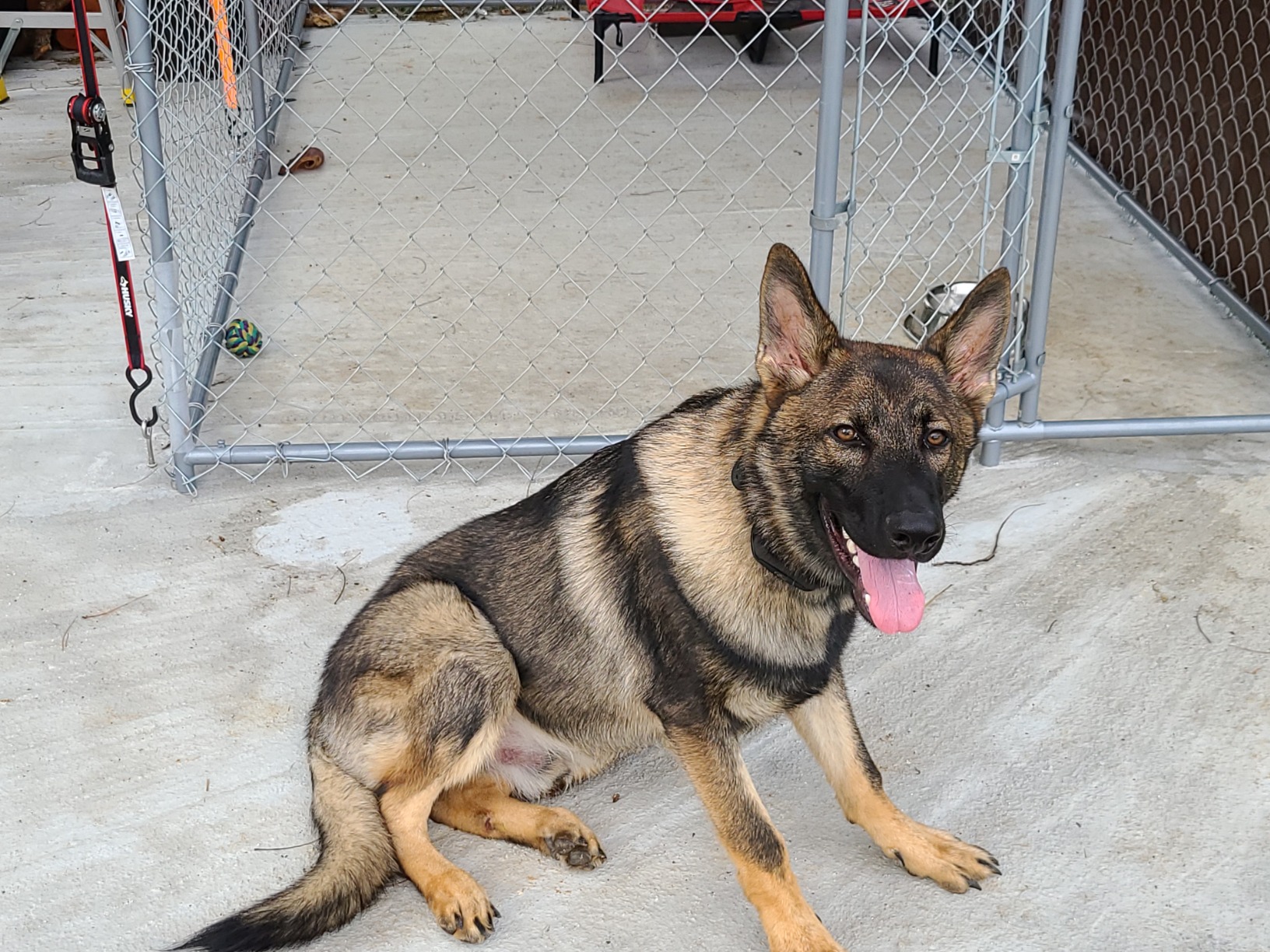 SportDOG Brand Contain + Train System - In-Ground Electric Dog Fence & Remote Trainer - Waterproof Collar - Tone, Vibrate, & Shock - Up to 100 Acres customer photo 1