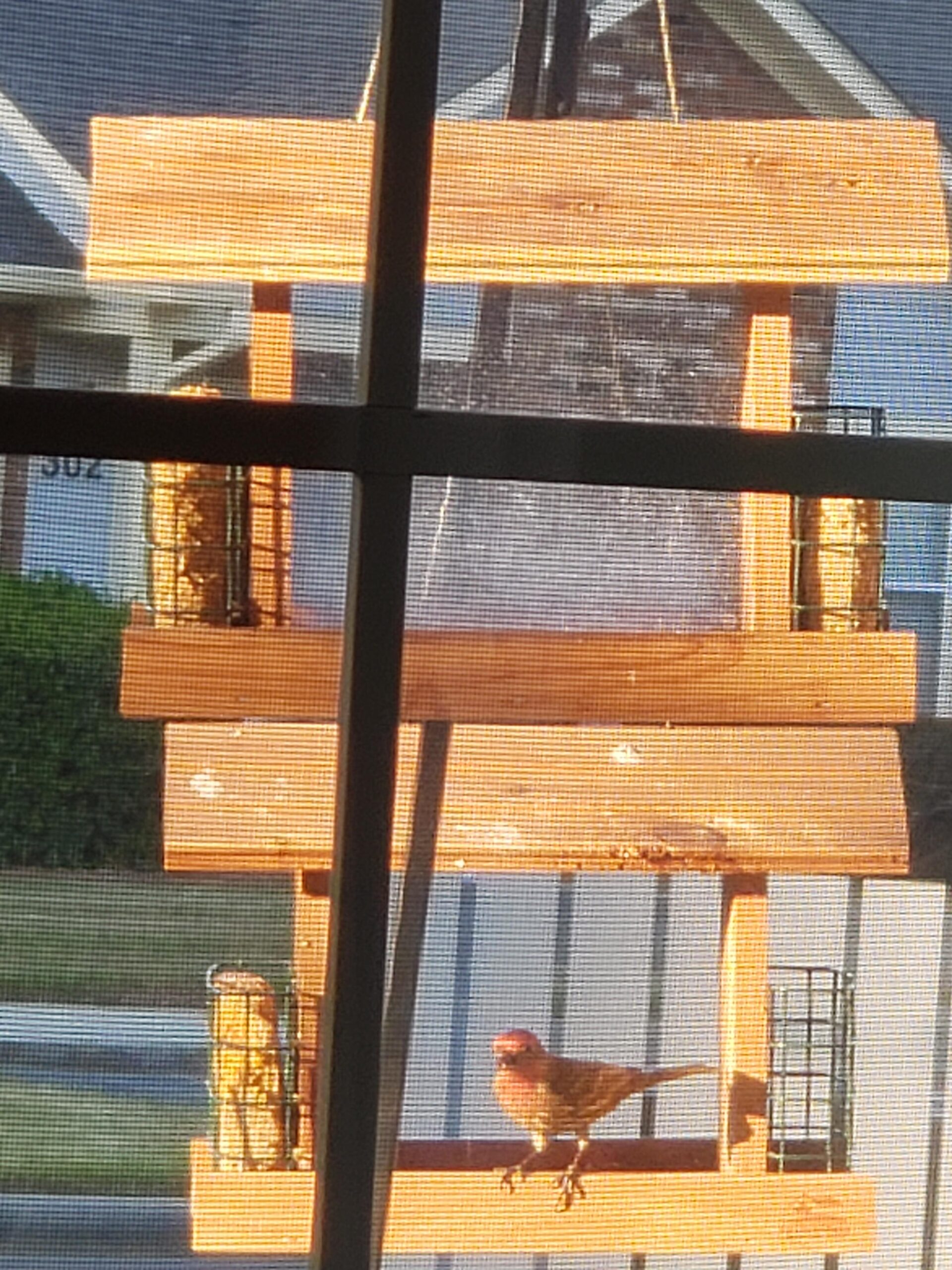 Solution4Patio US Cedar Hopper Bird Feeder for Outdoors Hanging, Handcrafted Wood Double Suet Cage & Clear View Windows, Squirrel-Proof Wild Bird Feeder for Cardinals, Finches, Chickadees customer photo 2