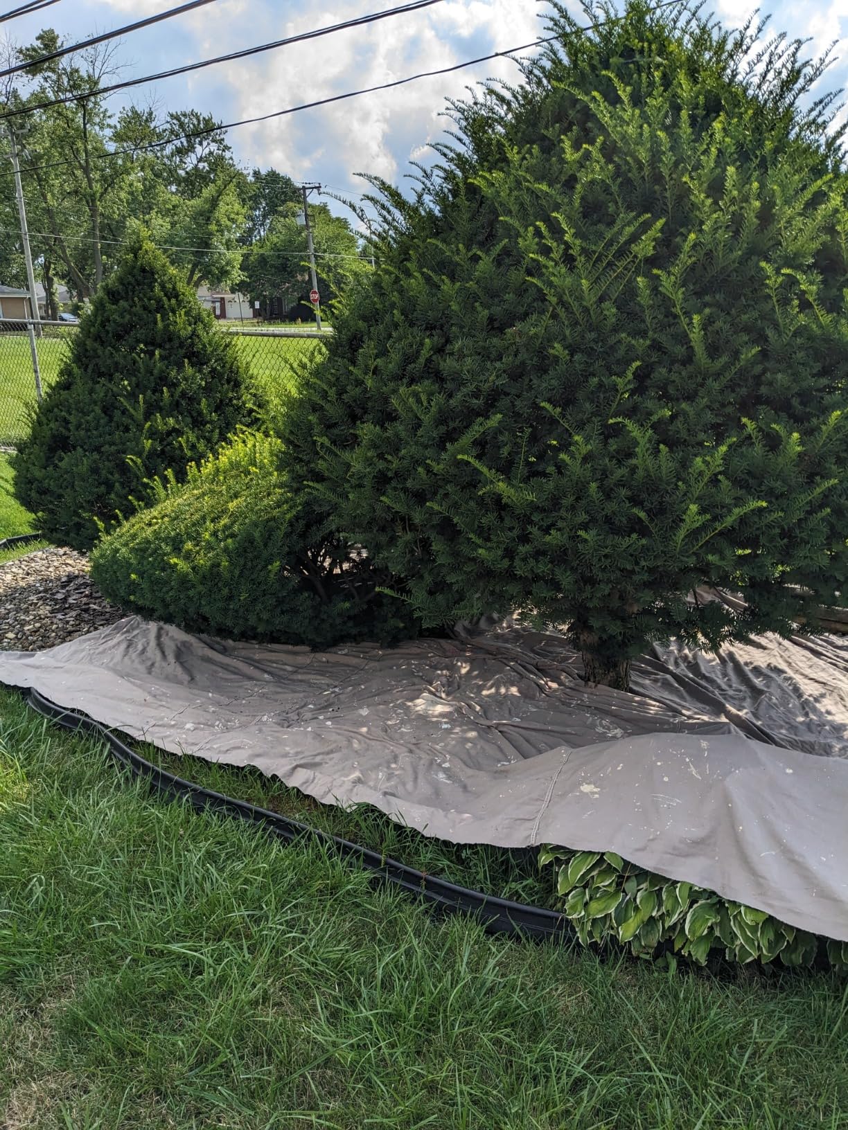 CRAFTSMAN V20 Pole Hedge Trimmer Cordless, 18-Inch, Battery and Charger Included Hedge Trimmer with Extension Pole, Up to 11 Ft Extended Reach (CMCPHT818D1) customer photo 1