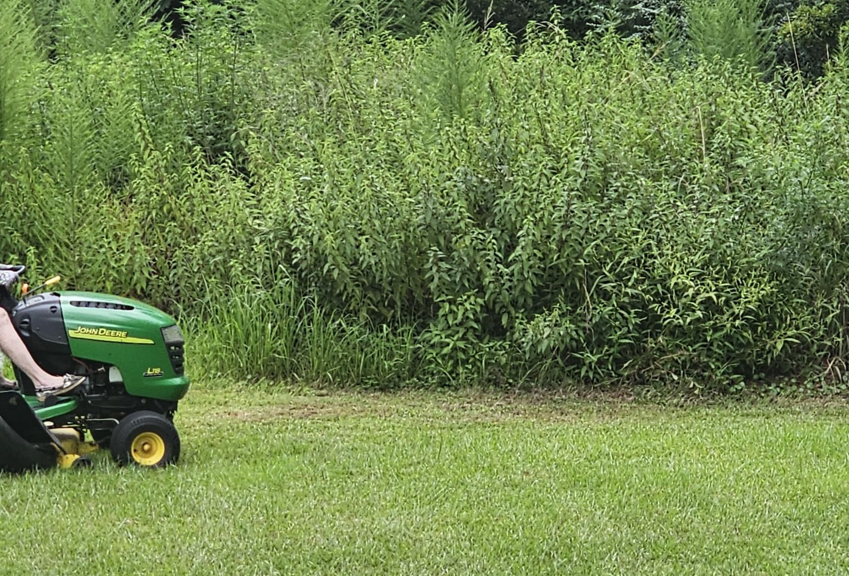 DEWALT 20V MAX* Hedge Trimmer, Tool Only (DCPH820B) customer photo 2